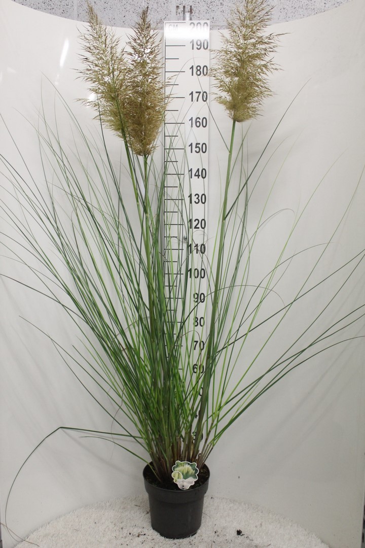 Picture of Cortaderia selloana Pumila P29 (10 Ltr)