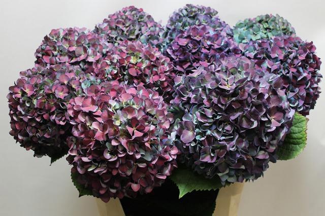 Hydrangea Pimpernel Classic 80cm 22Ø