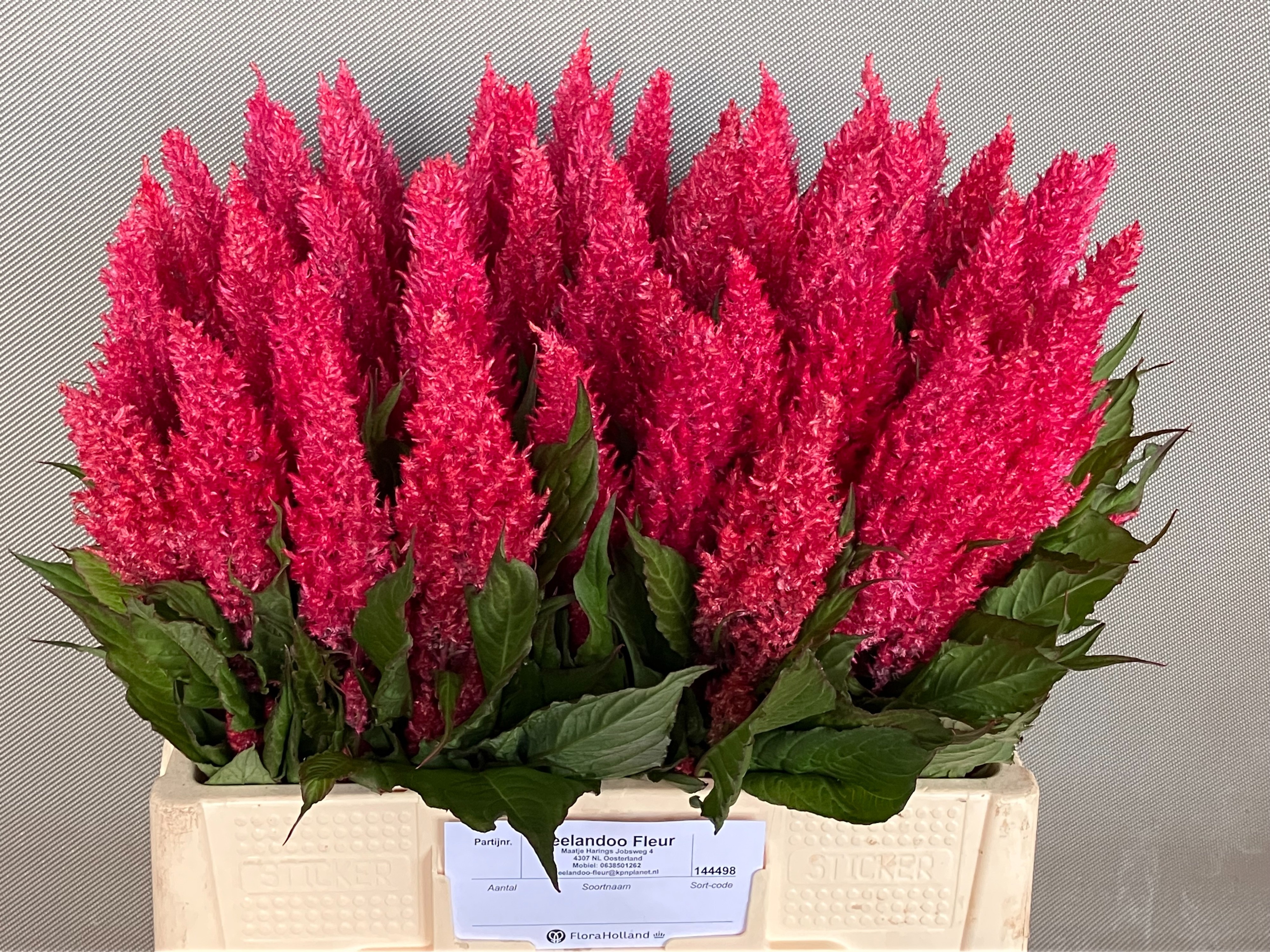 Celosia Feather Century Purple-pink 50cm