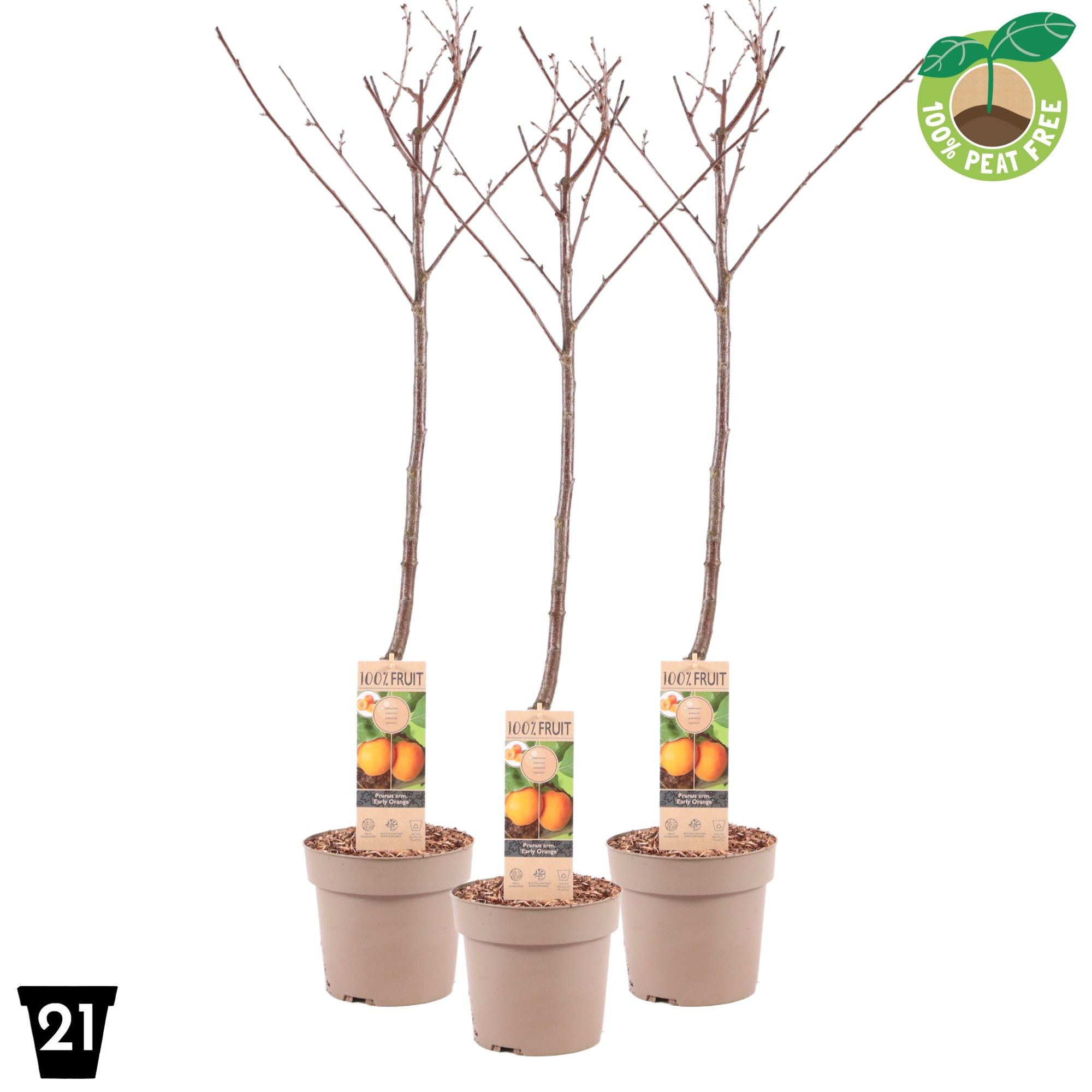 Picture of Prunus armeniac (apricot) P21 (4 Ltr) Patio-Trees (LOOSE)