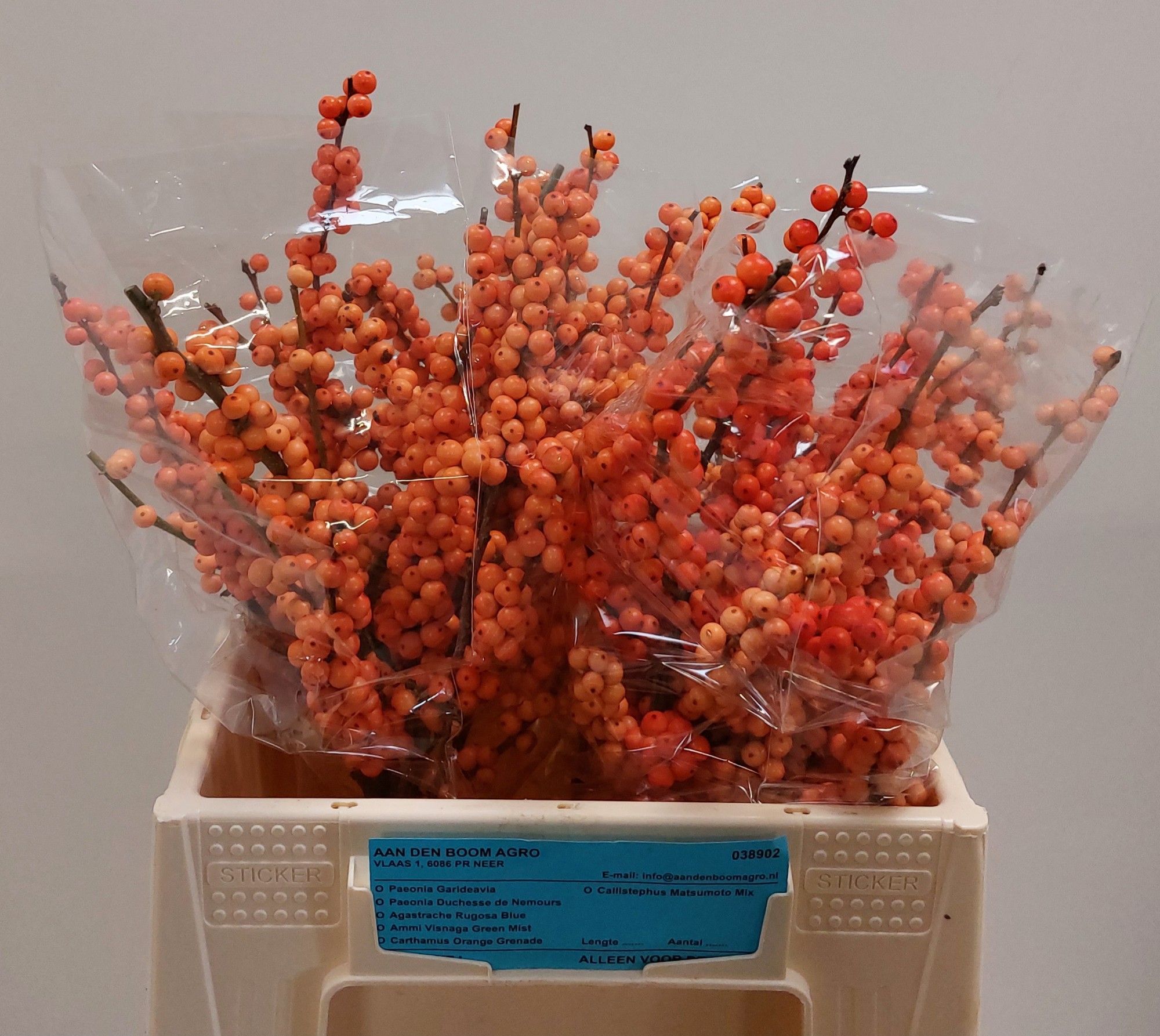 Ilex Winter Gold 40cm