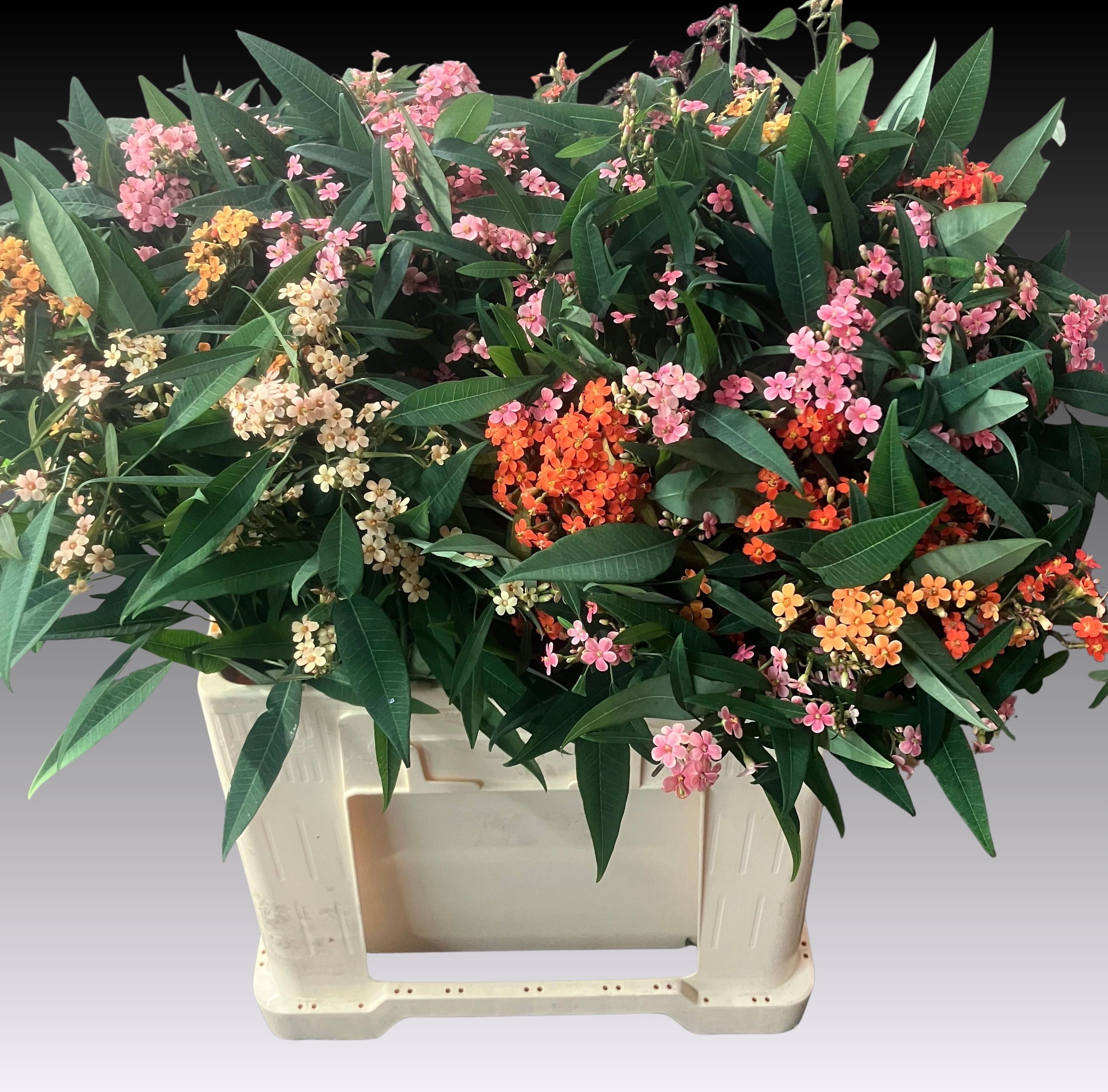 Euphorbia Spray Mixed 60cm