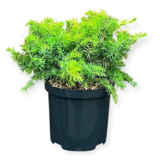 Juniperus c. 'All Gold'