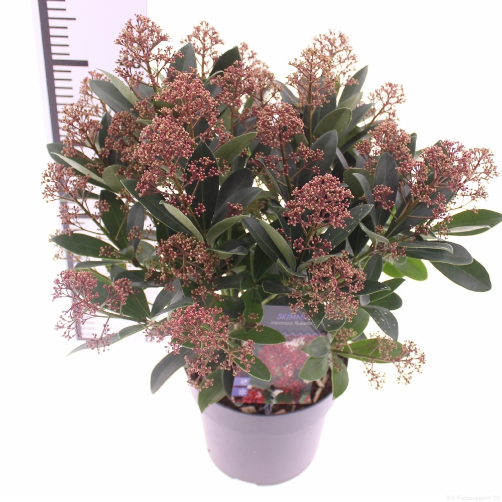 Picture of Skimmia jap. 'Rubella'