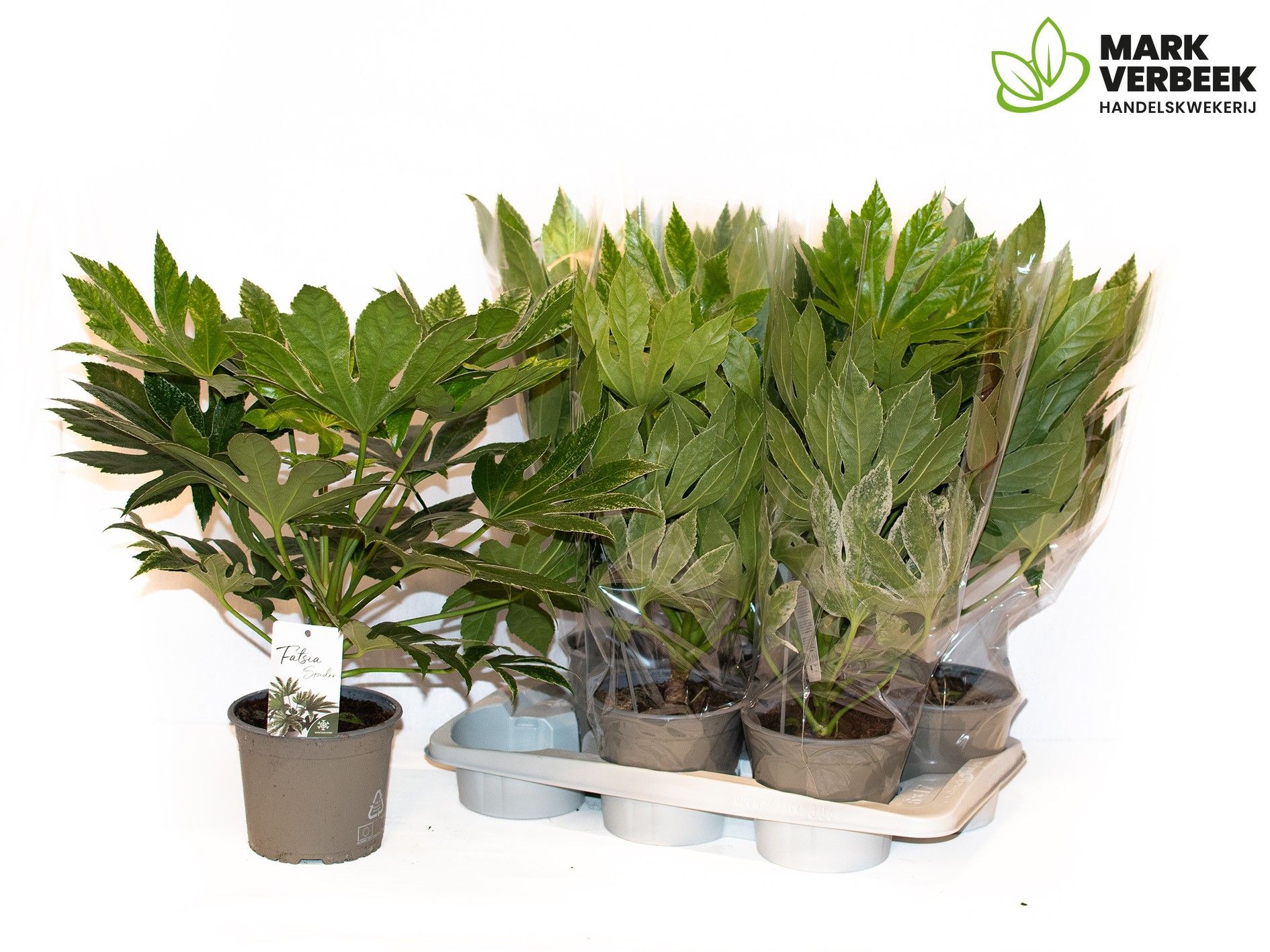 Fatsia Variegata 17P 50H 1stek