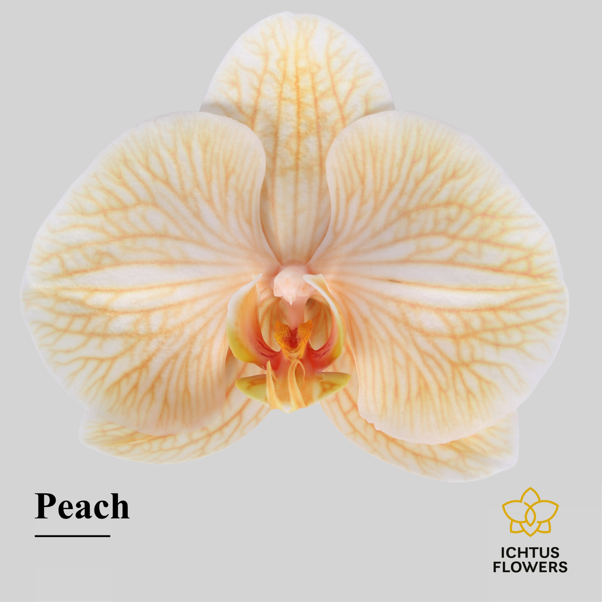 Phal Painted Excl. Peach Bloem 25 Bloemen