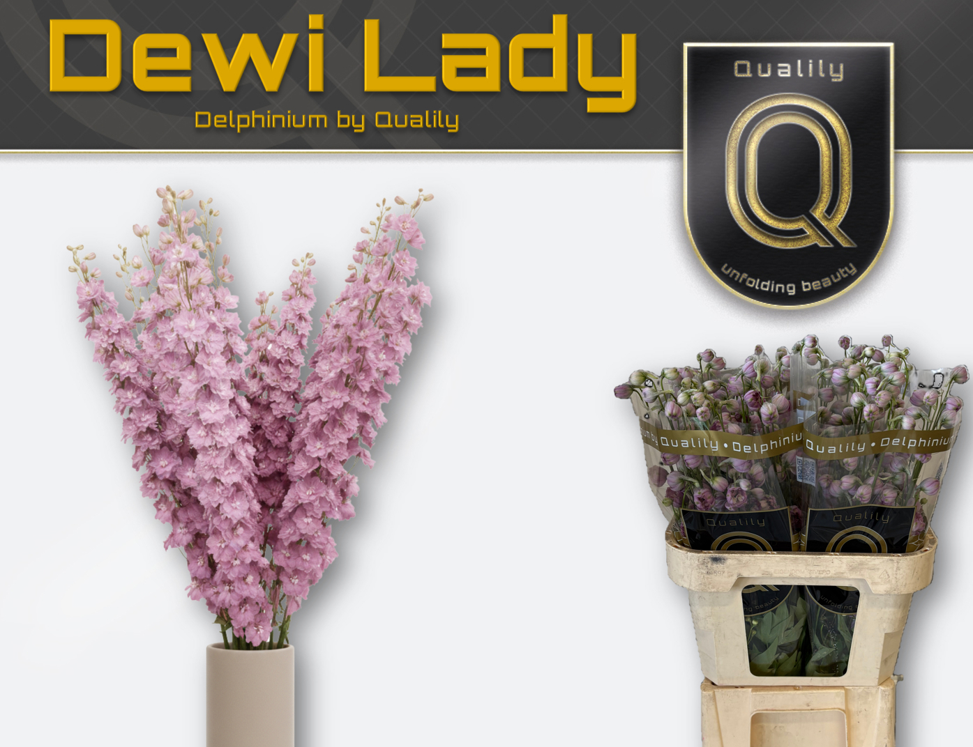Delph El Dewi Lady