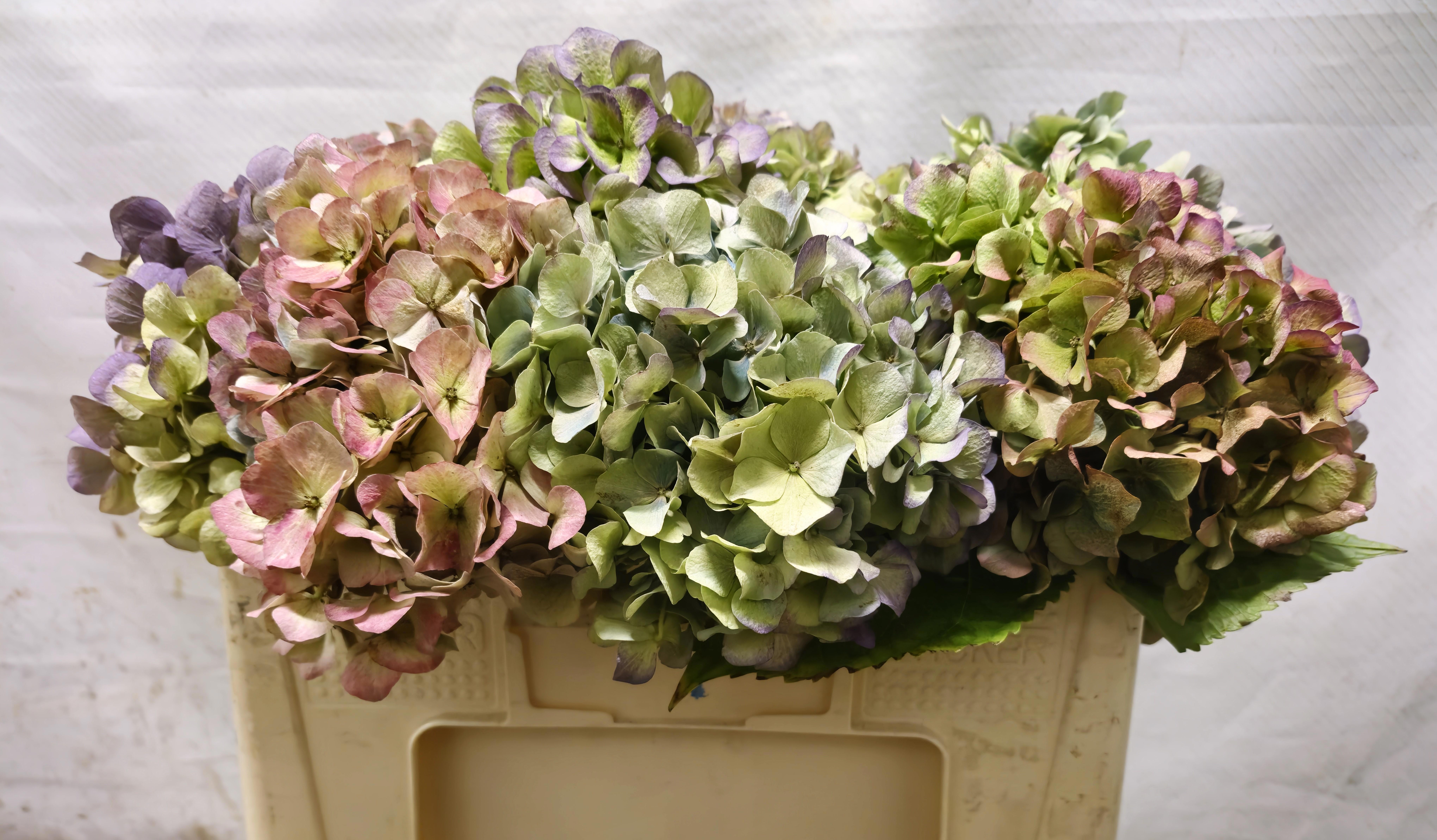 Hydrangea Bodensee Clas 45cm 15Ø