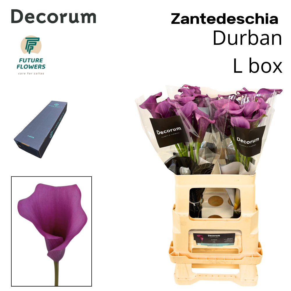 Zant Durban