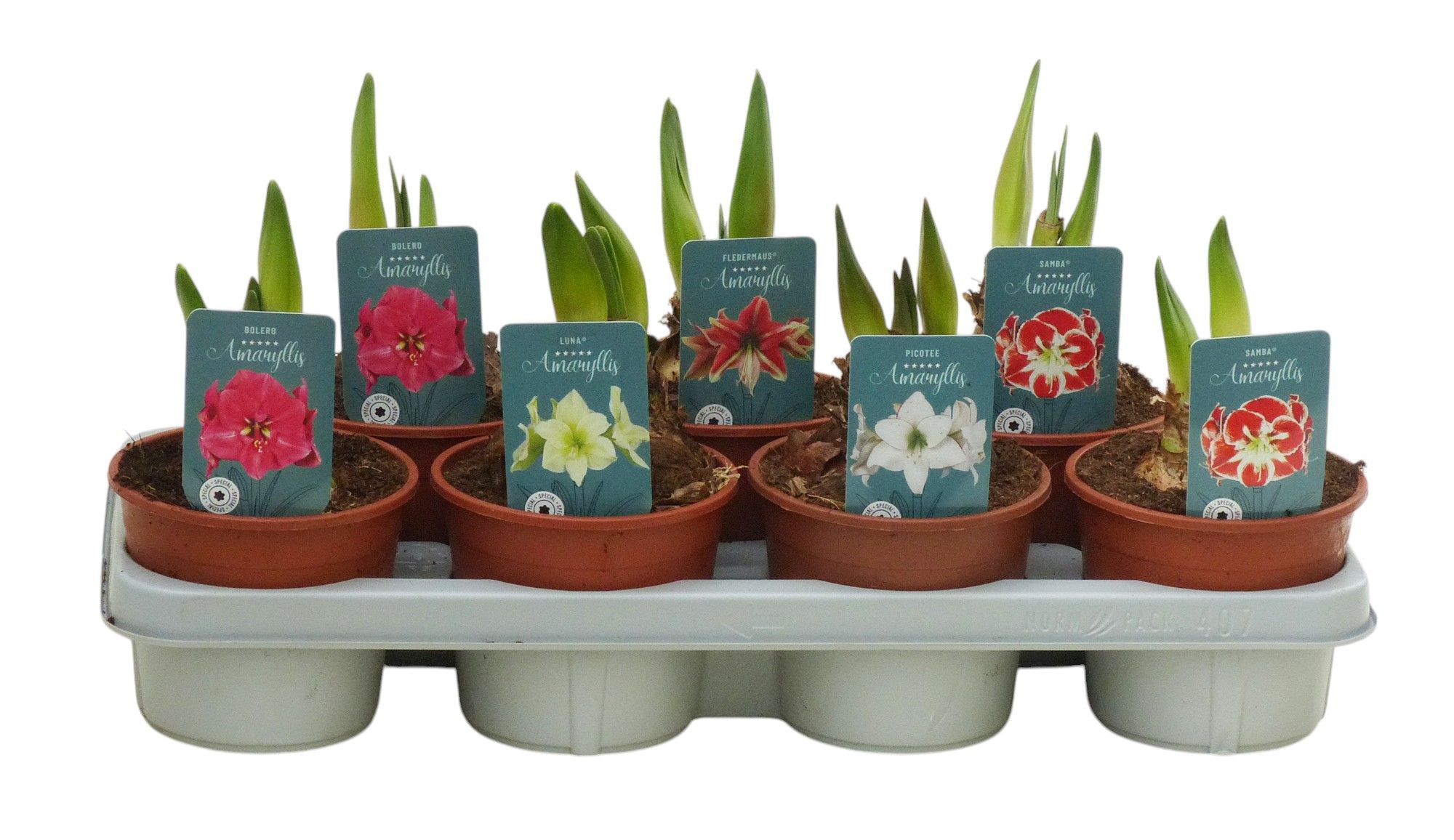 Hippeastrum Exclusieve mix