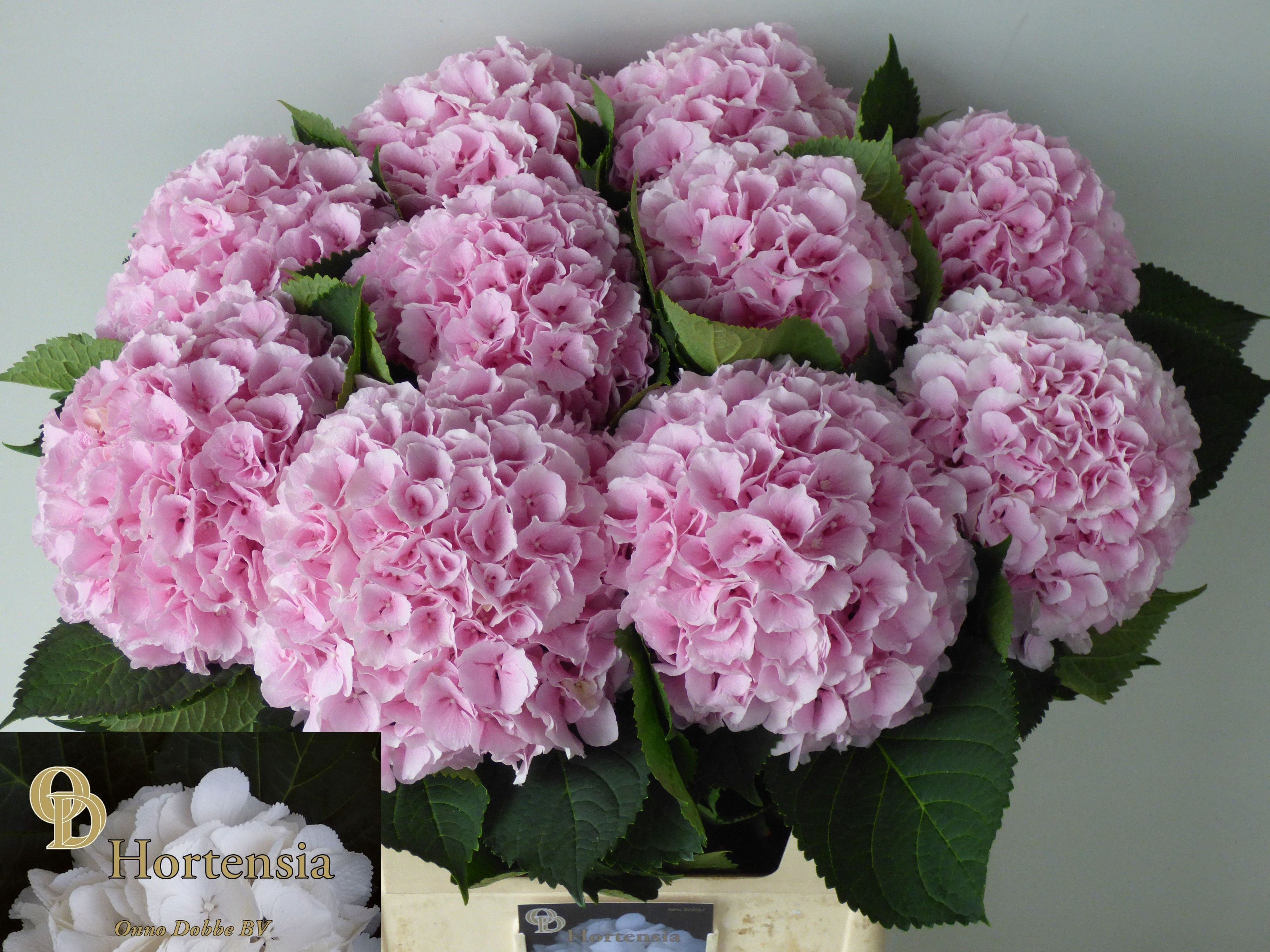 Hydrangea Verena Pink 80cm 23Ø