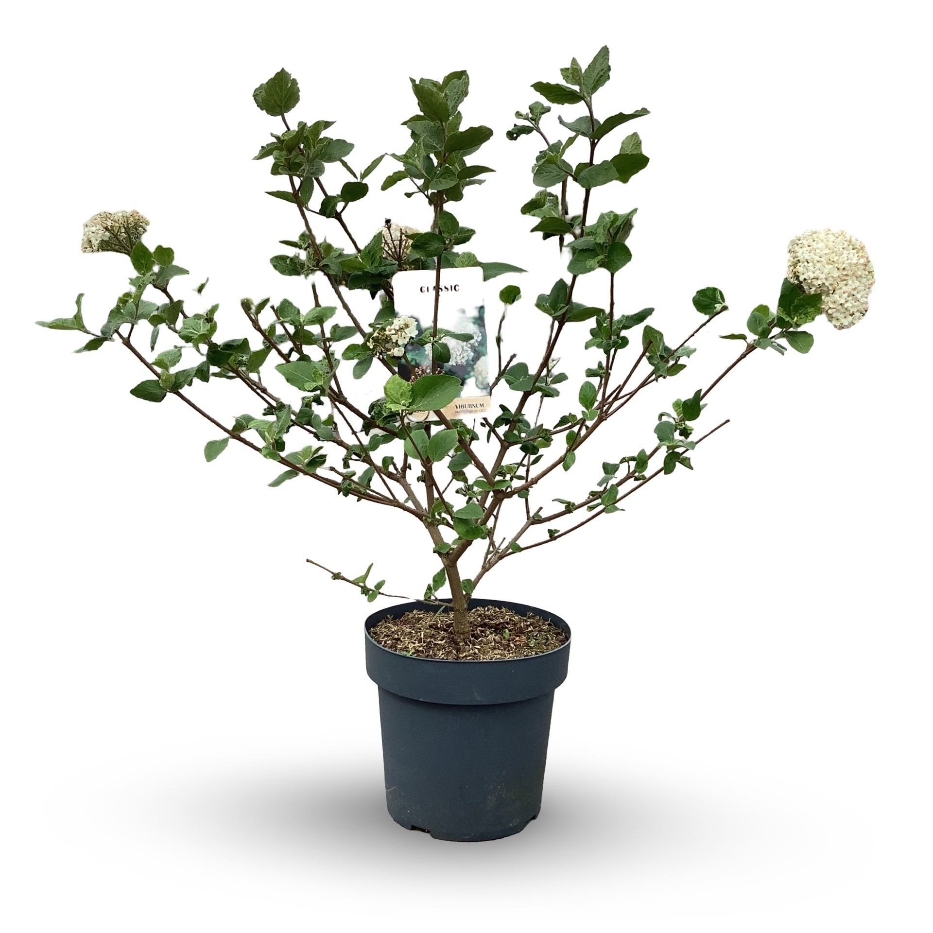 Viburnum carlcephalum