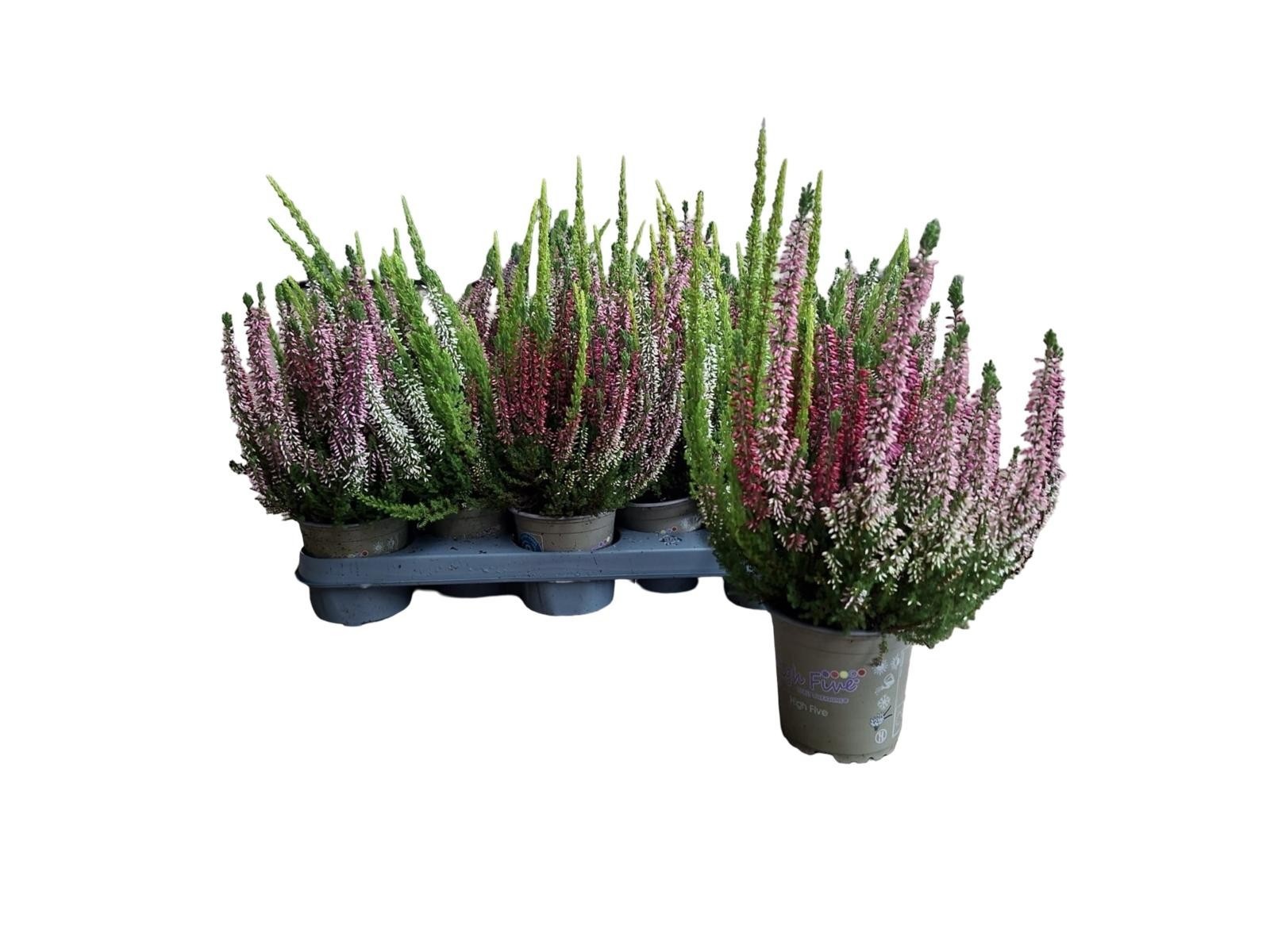 Callu High Five Gem 11Ø 25cm