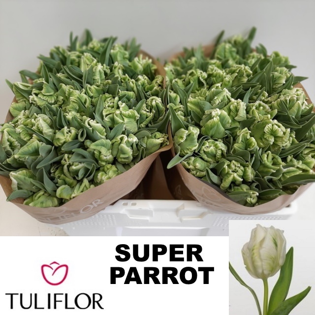 Tu Pa Super Parrot 36L.cm 35gram 23bloei