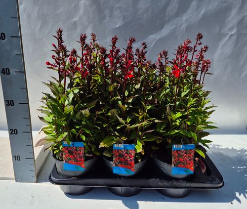 Lobelia Scarlet Starship p17 Weet