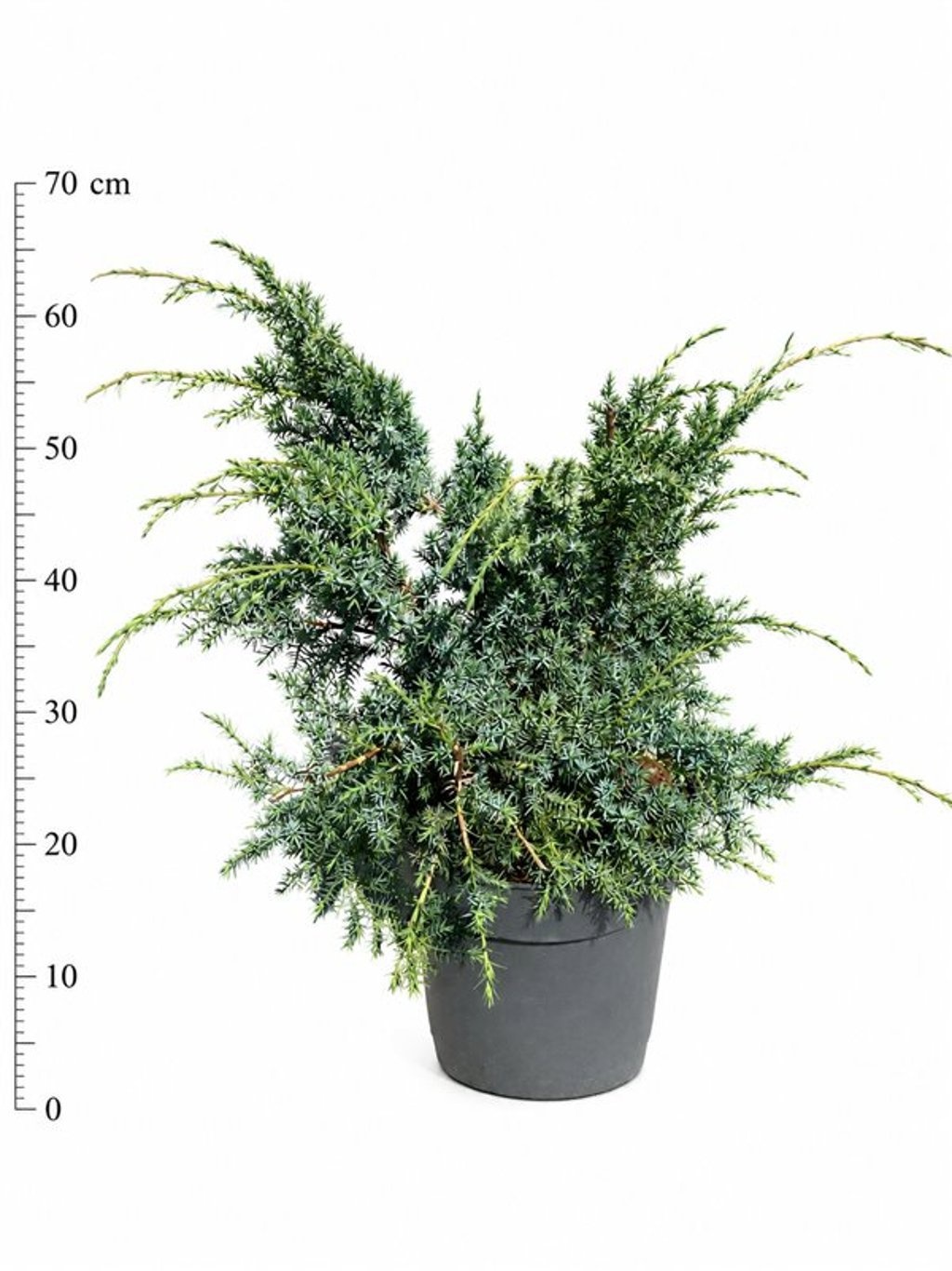 Juniperus chinensis 'Blue Alps'