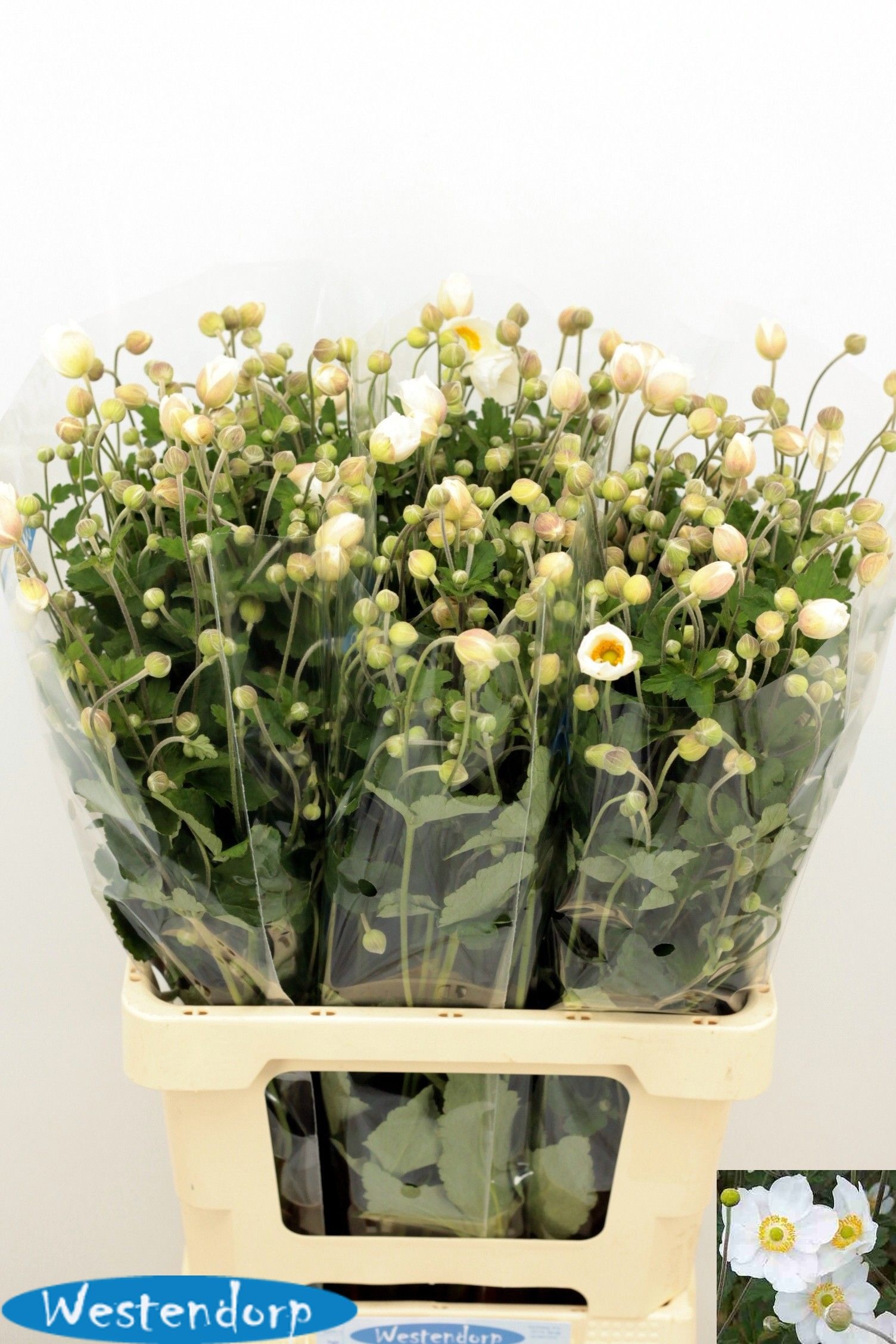 Anemone 70cm