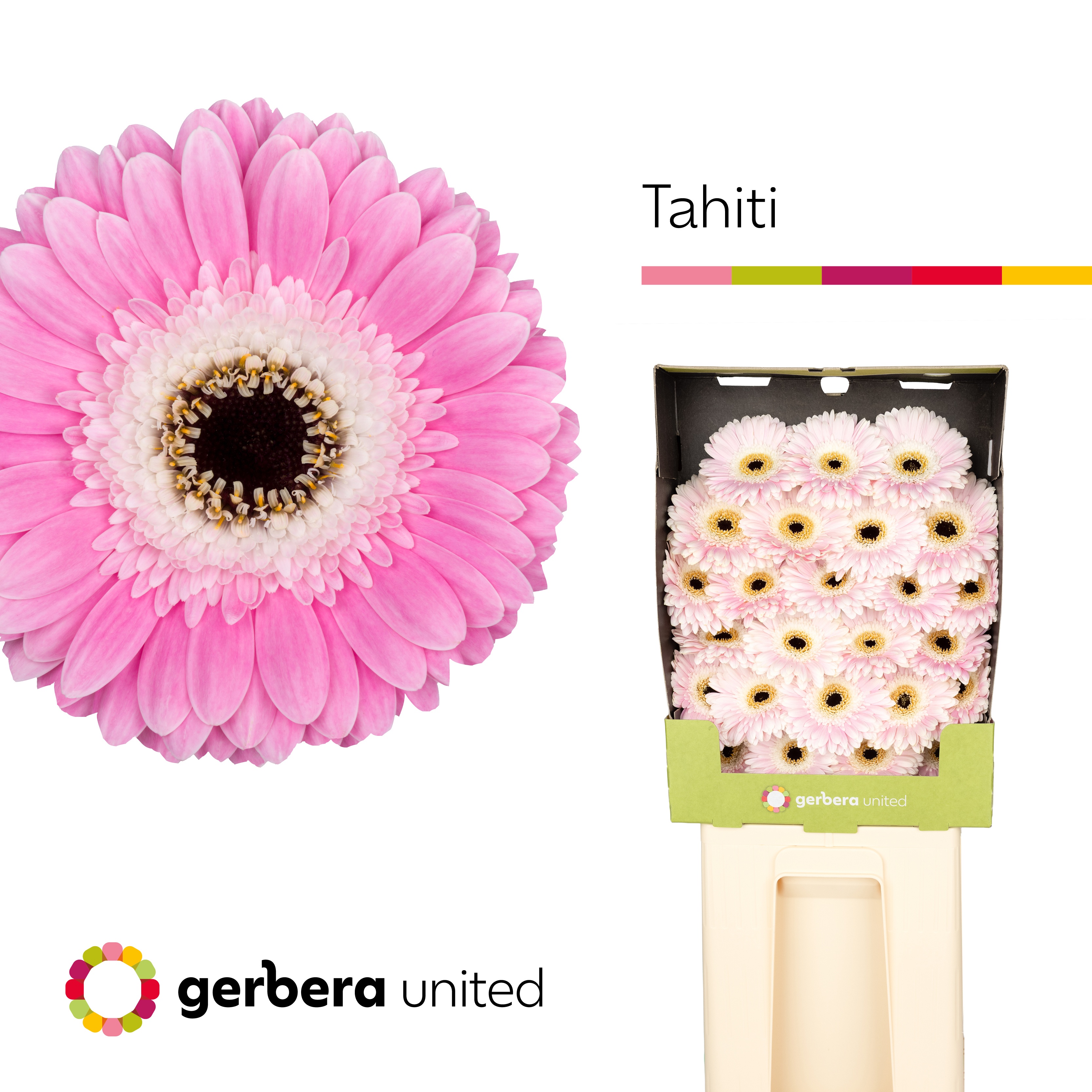 Germini Tahiti Diamond