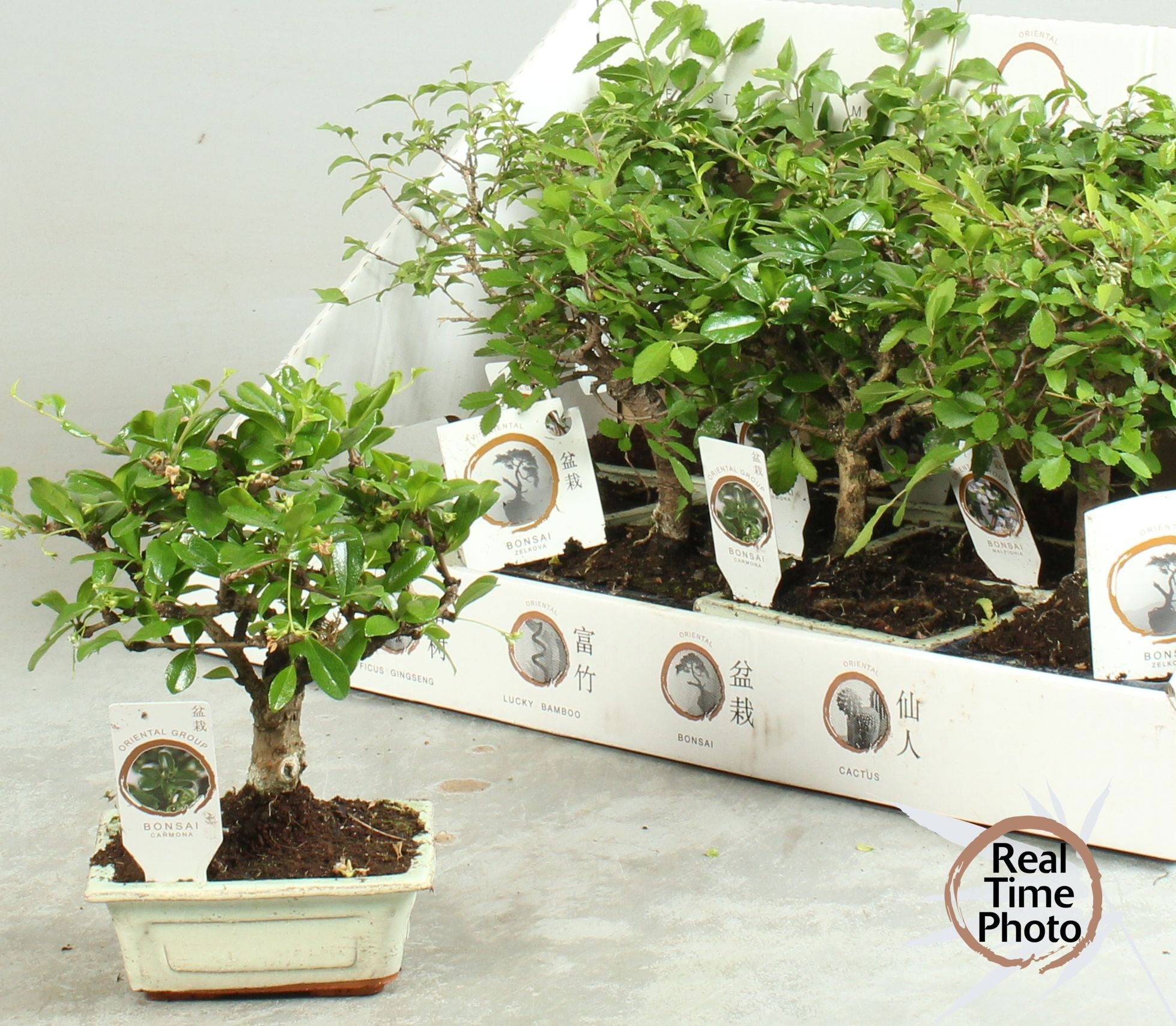 Bonsai mixed a piece BONSAI GEM | Gardenline