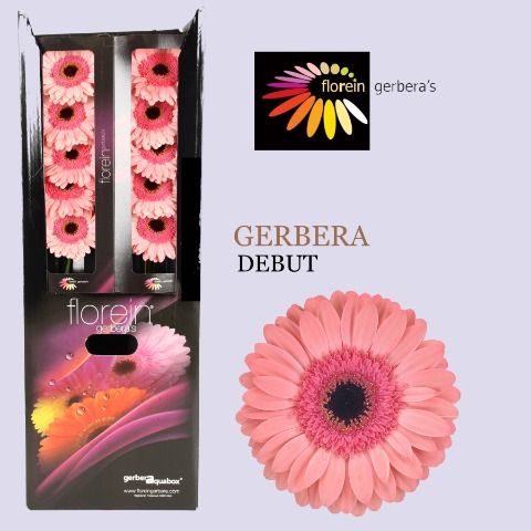 Ge Gr Debut