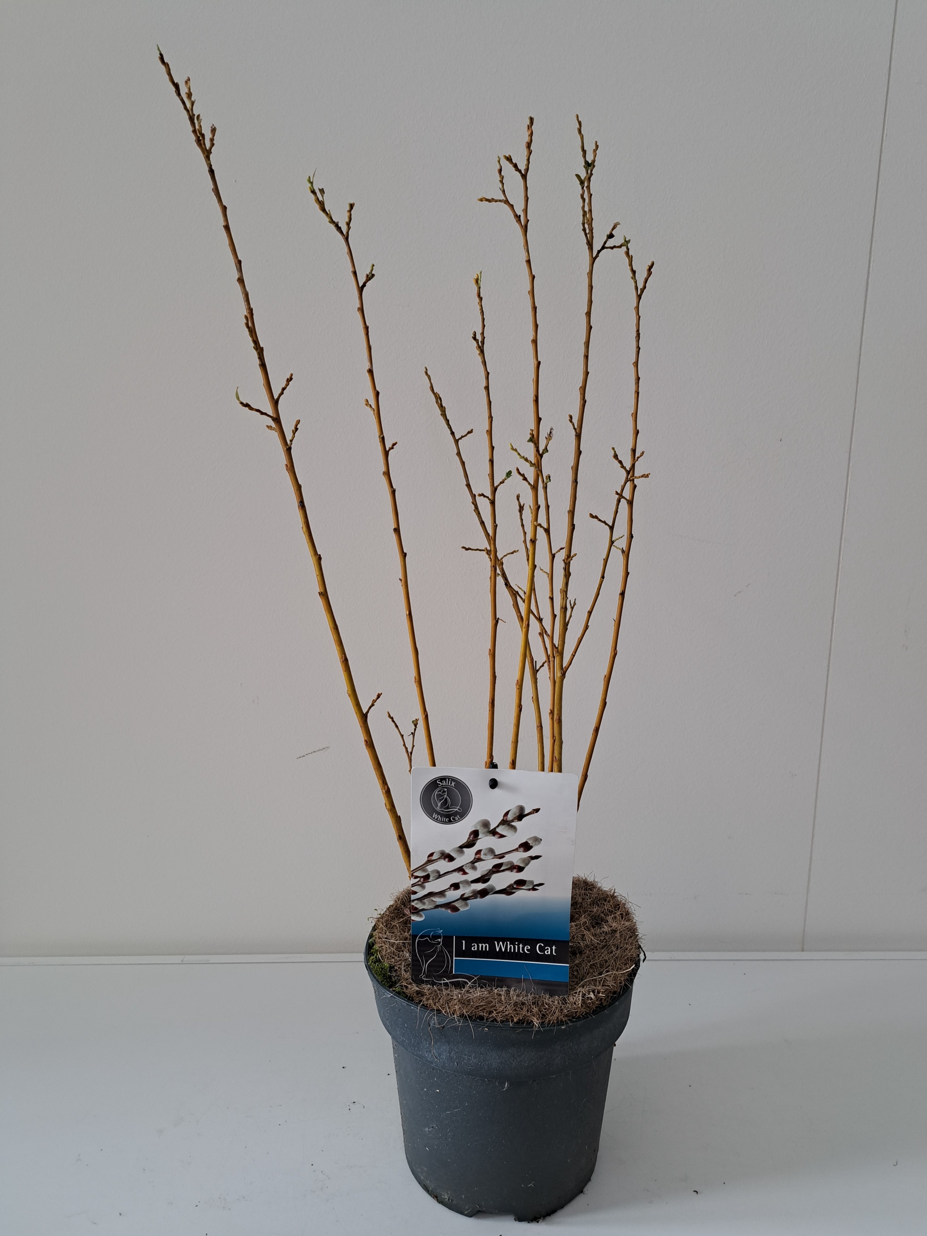 Picture of Salix Tetrapla Bush P17