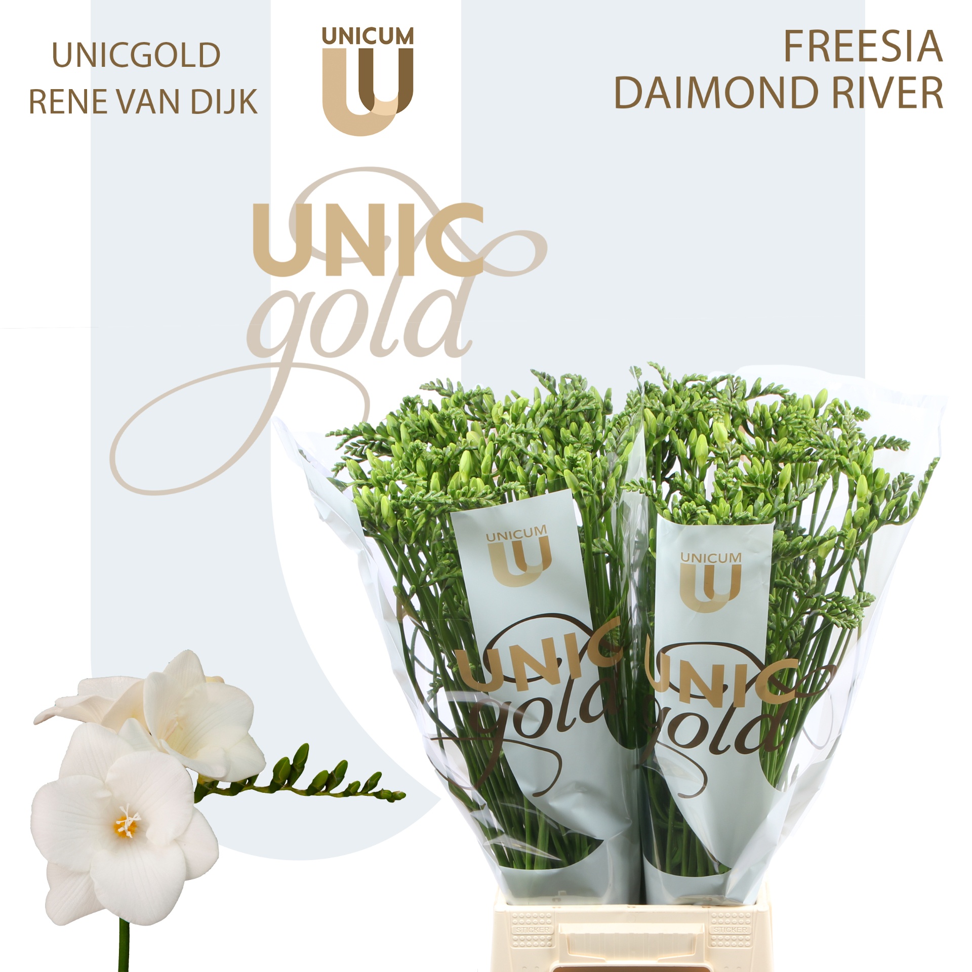 Freesia Single Diamond River 22gram