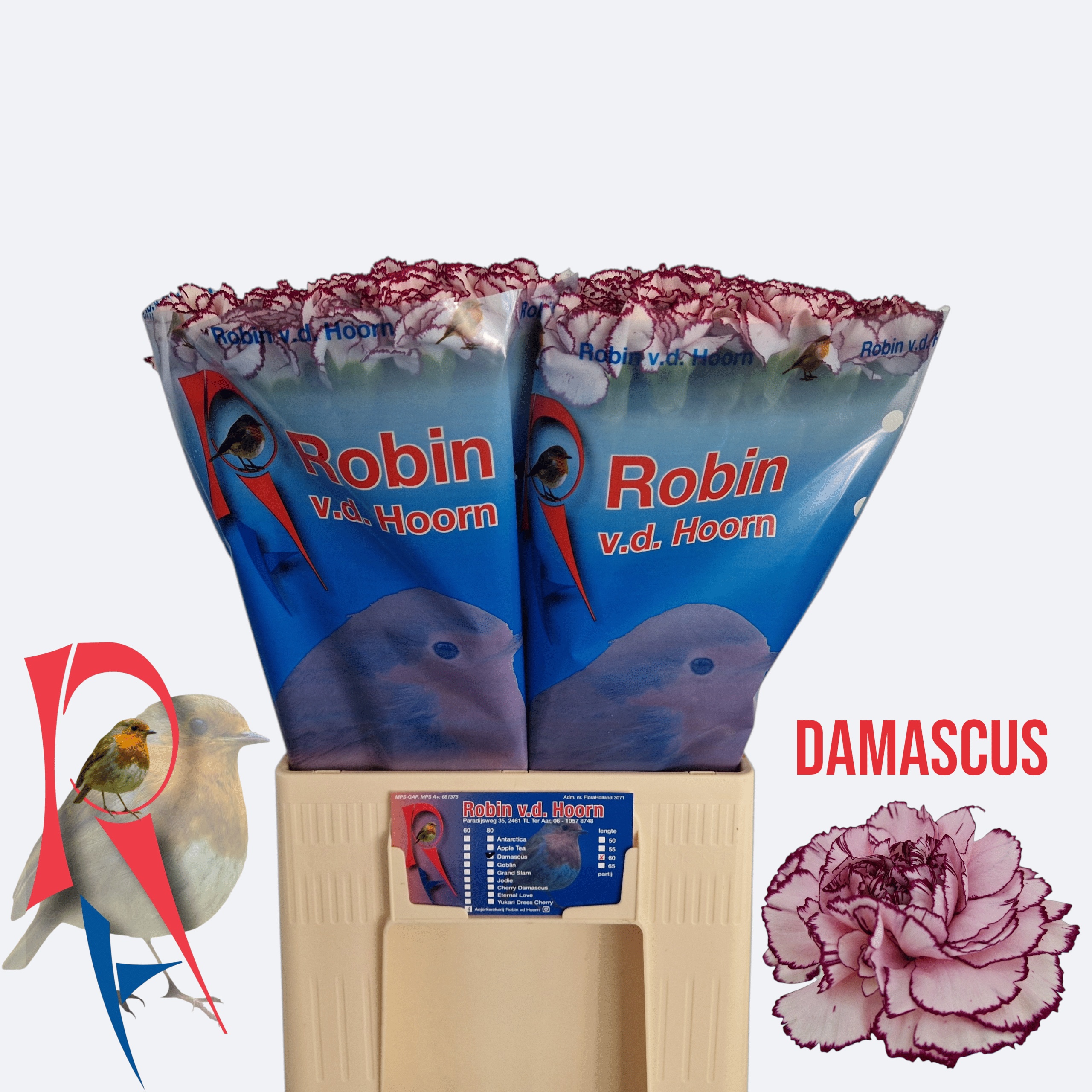 Dianthus St Damascus 60cm
