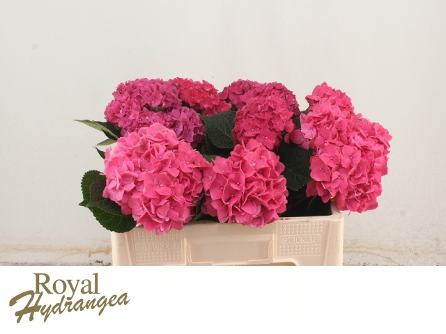 Hydrangea Rodeo Dark Pink 50cm 14Ø