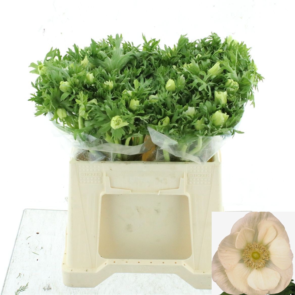 Anemone Marianne White 40cm