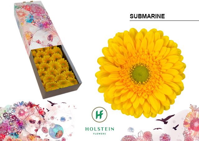 Gerbera Submarine
