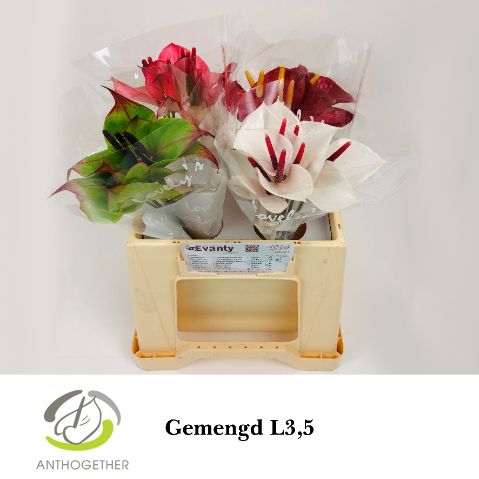 Anthurium Love Collection 7Ø 35cm