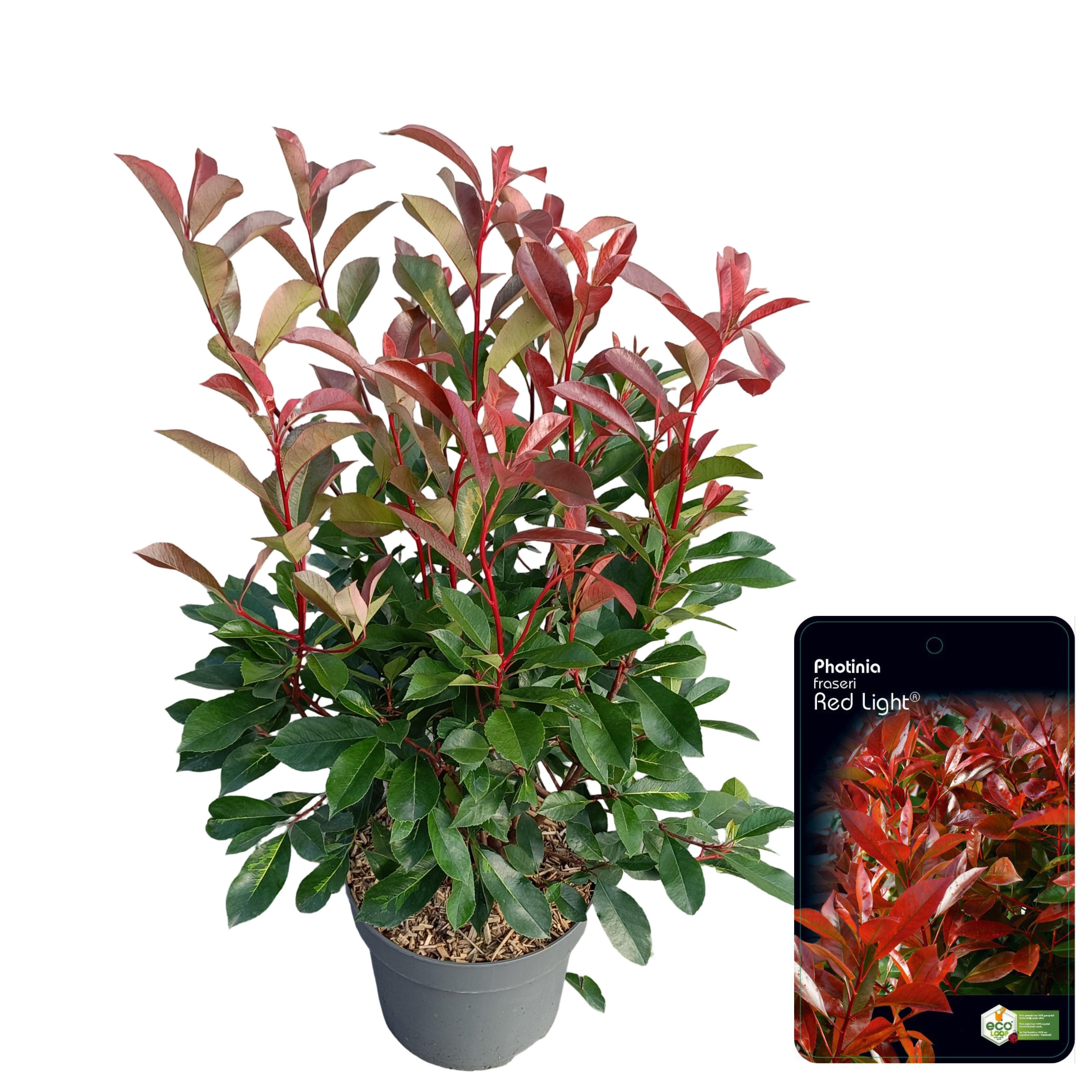 Picture of Photinia fraseri 'Red Light' C10