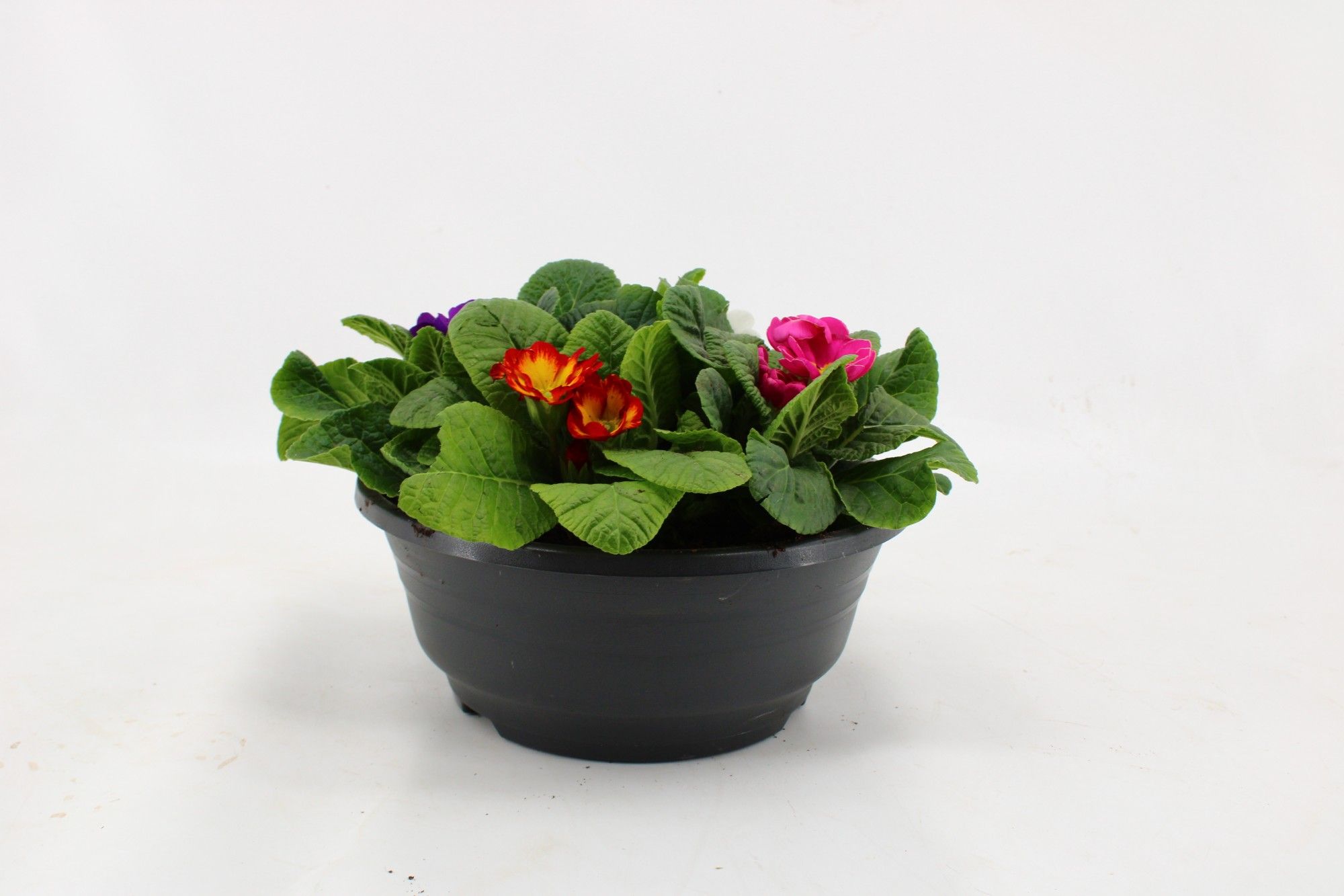 Prim Ov Acau Gemengd 23Ø 25cm