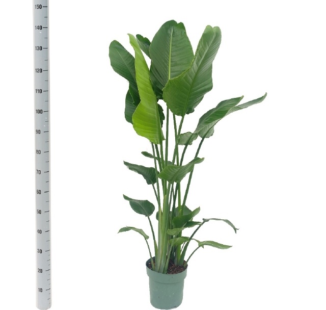 Strelitzia Nicolai 24P 120H