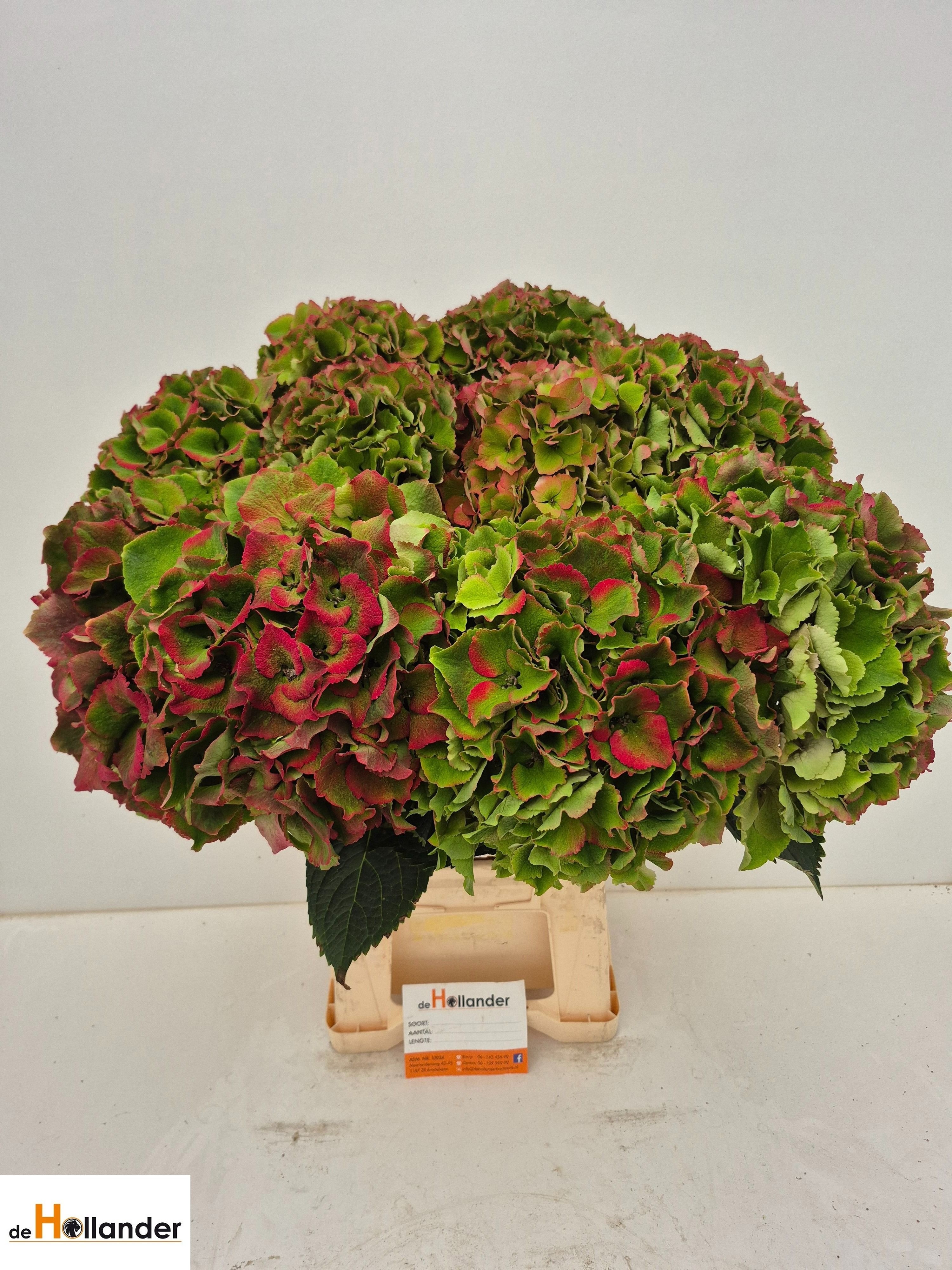 Hydrangea Royal Palace Classic 60cm 22Ø