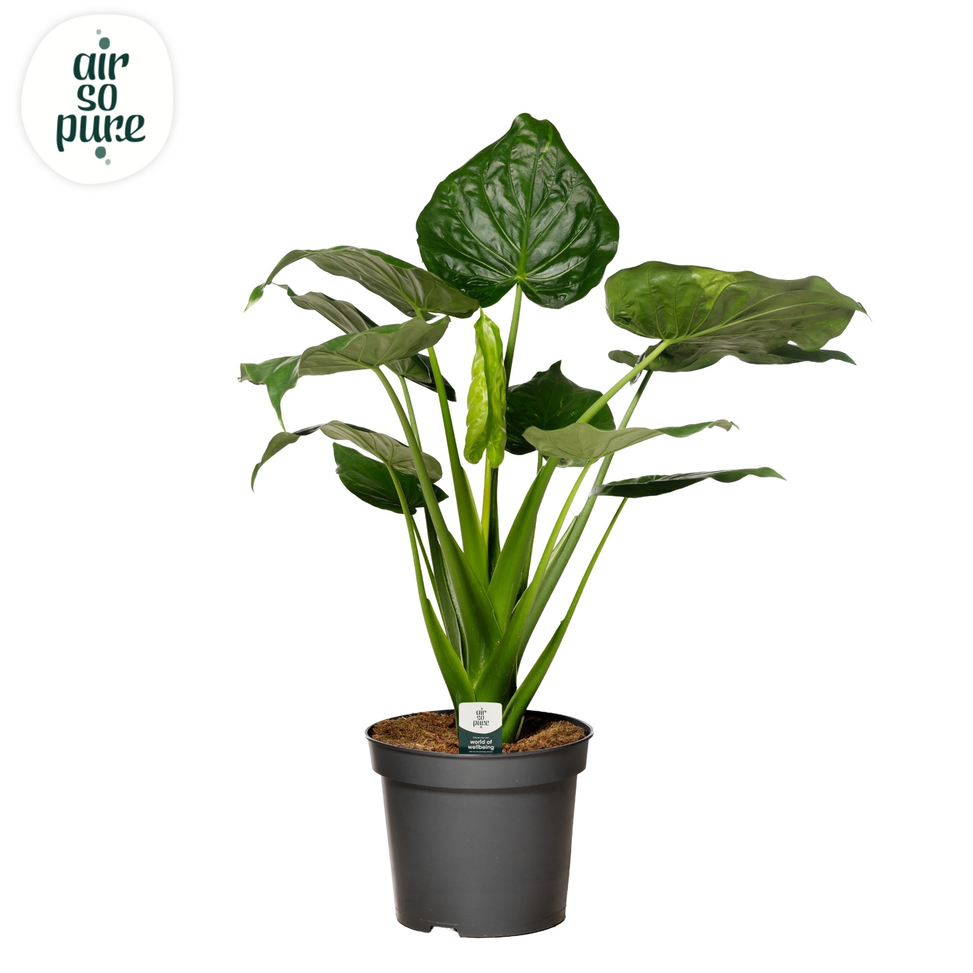Alocasia cucullata air pure so