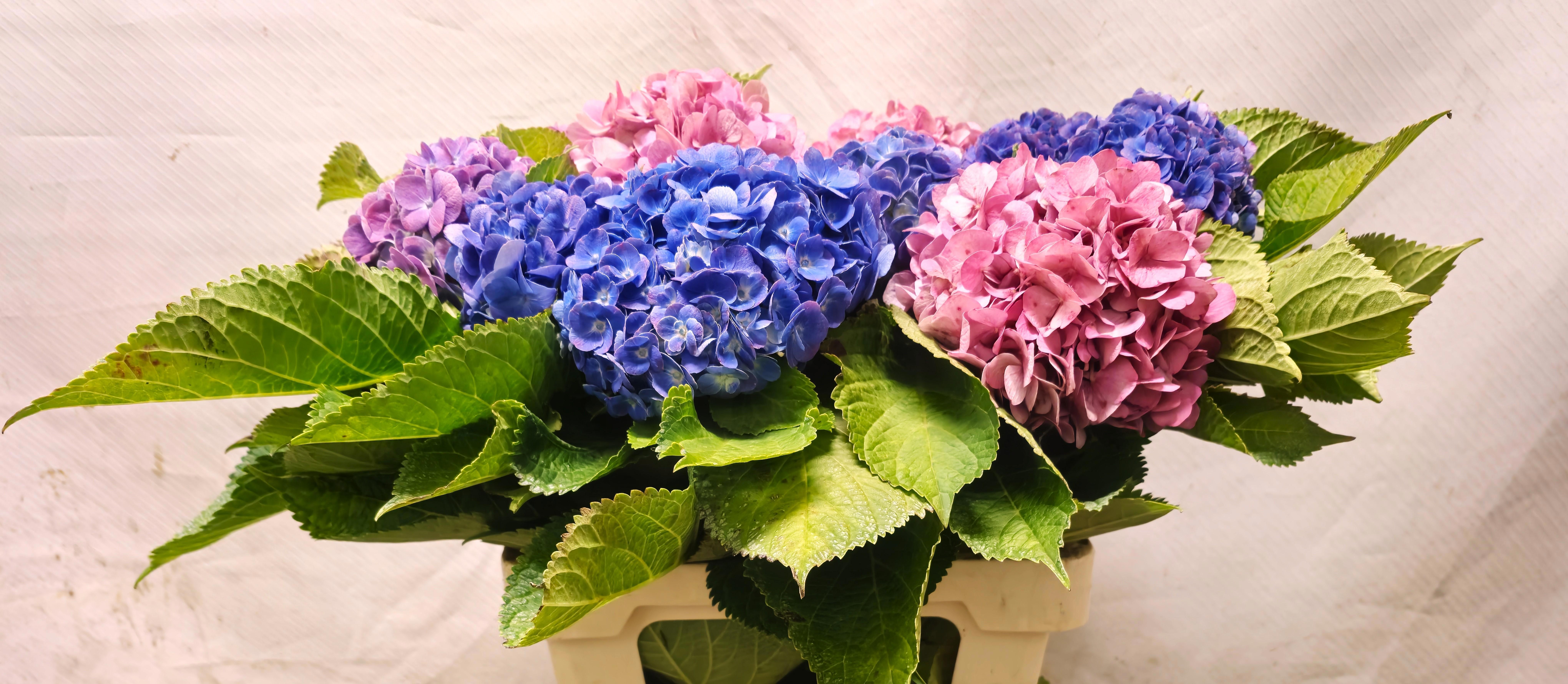 Hydrangea Mixed 50cm 12Ø