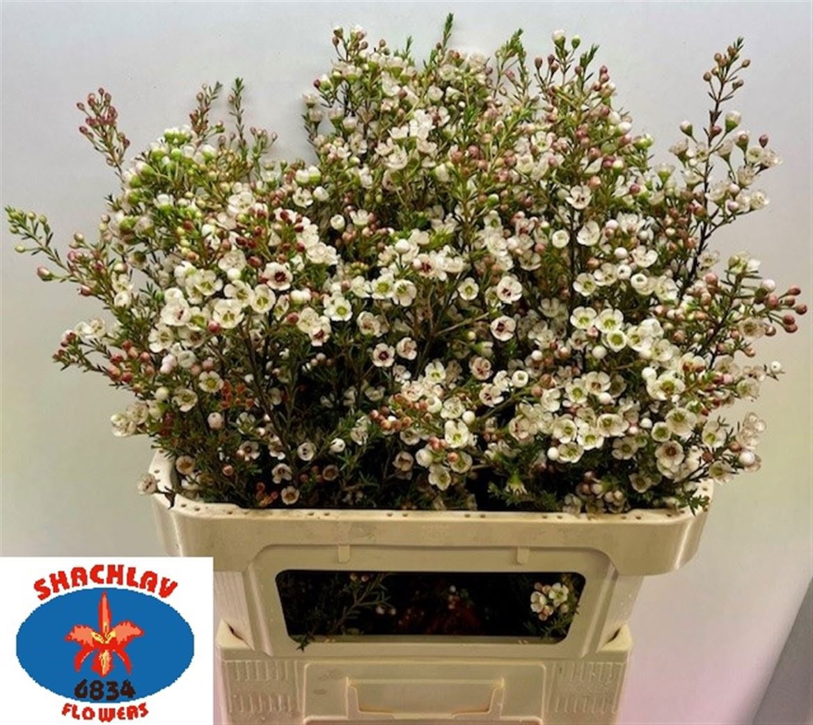 Chamaelaucium Ziv 80cm 50gram