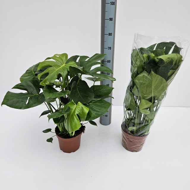 Monstera Deliciosa 21P 75H 3stek