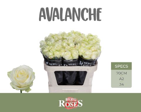Rosa Avalanche 70cm