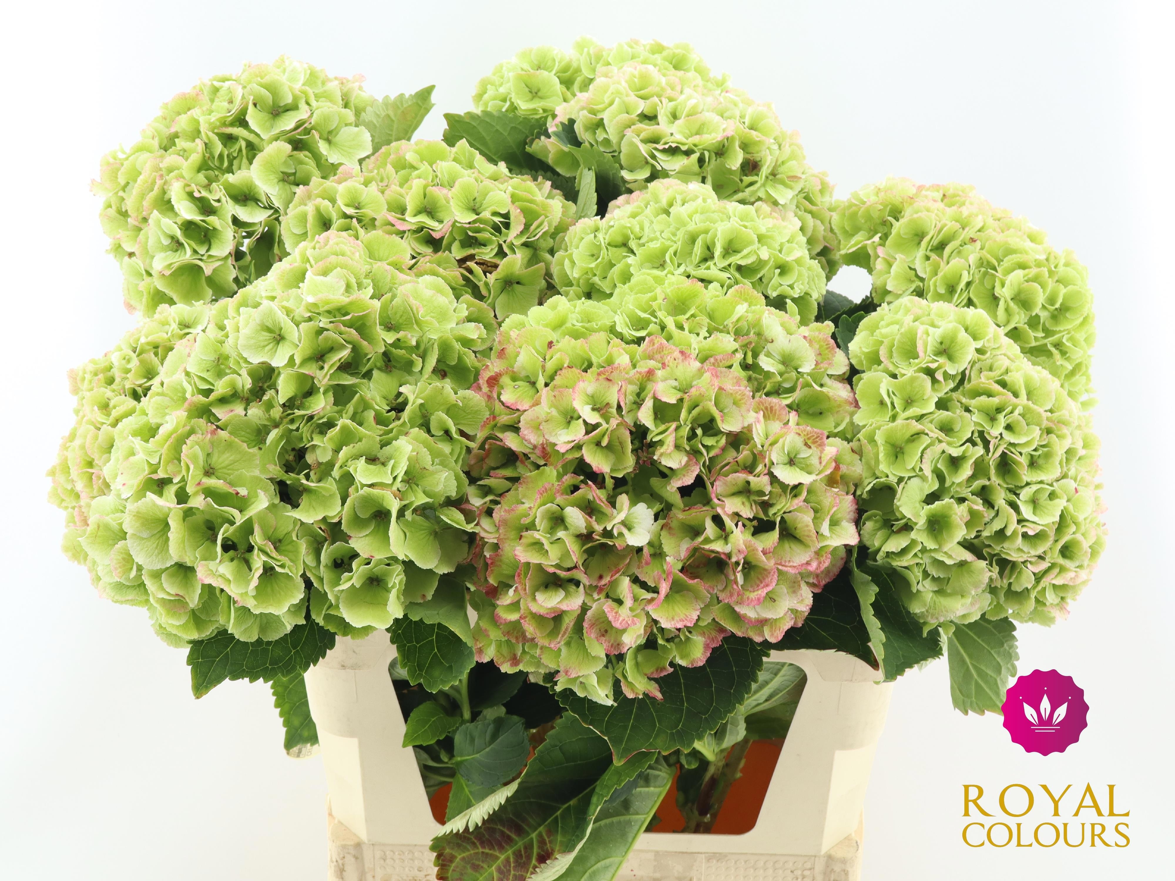 Hydrangea Royal Princess Classic 80cm 22Ø