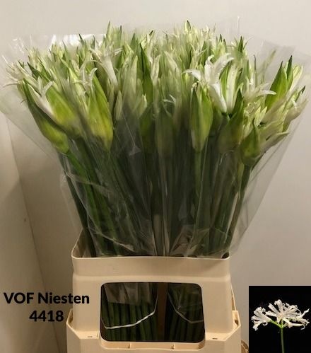 Ne Bo Adele 60cm