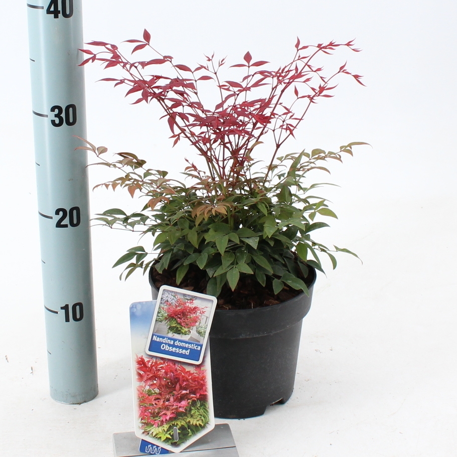 Picture of Nandina domestica Obsessed ('Seika'PBR)