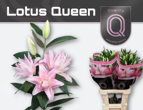 Li Or Du Lot Queen