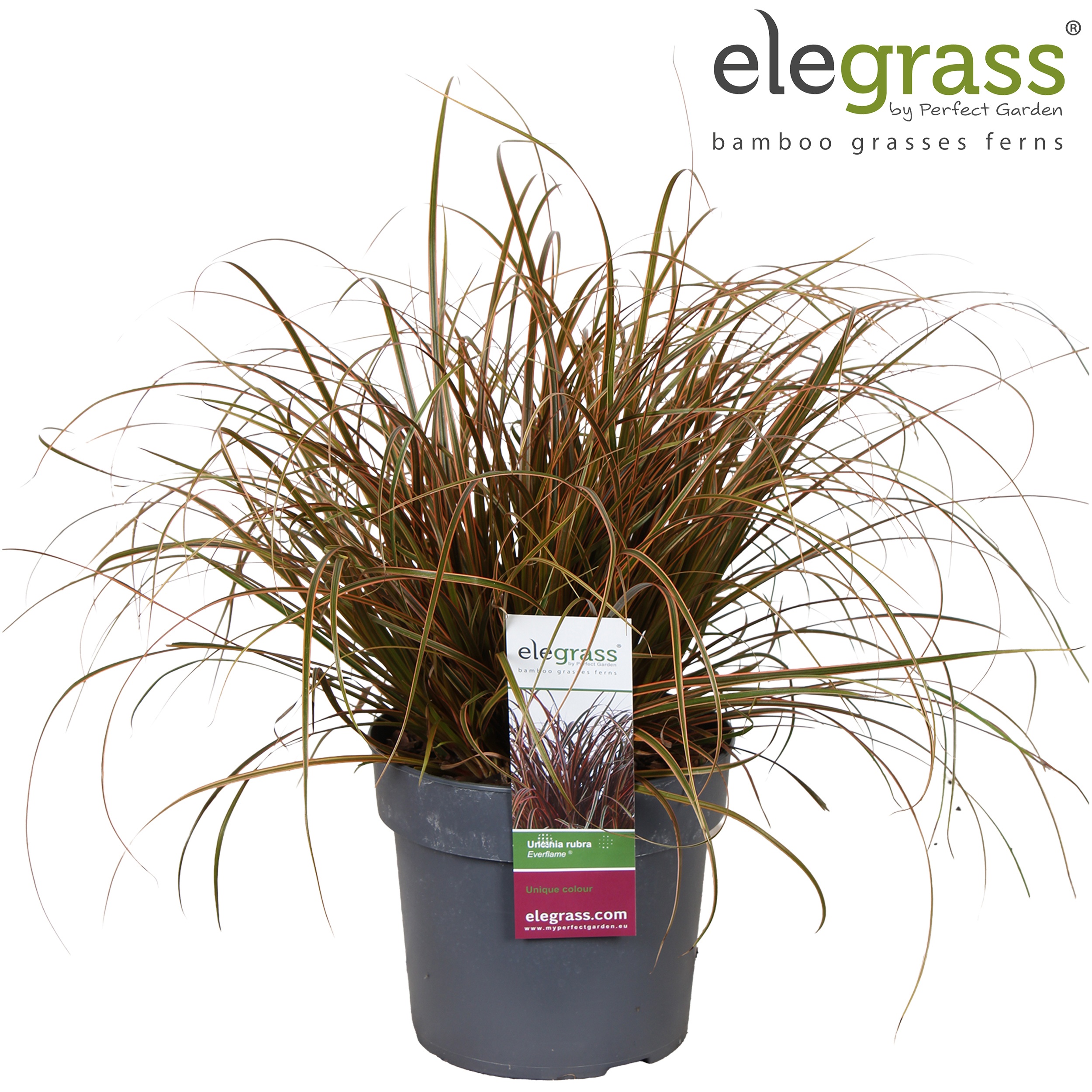 Uncinia rubra 'Everflame'