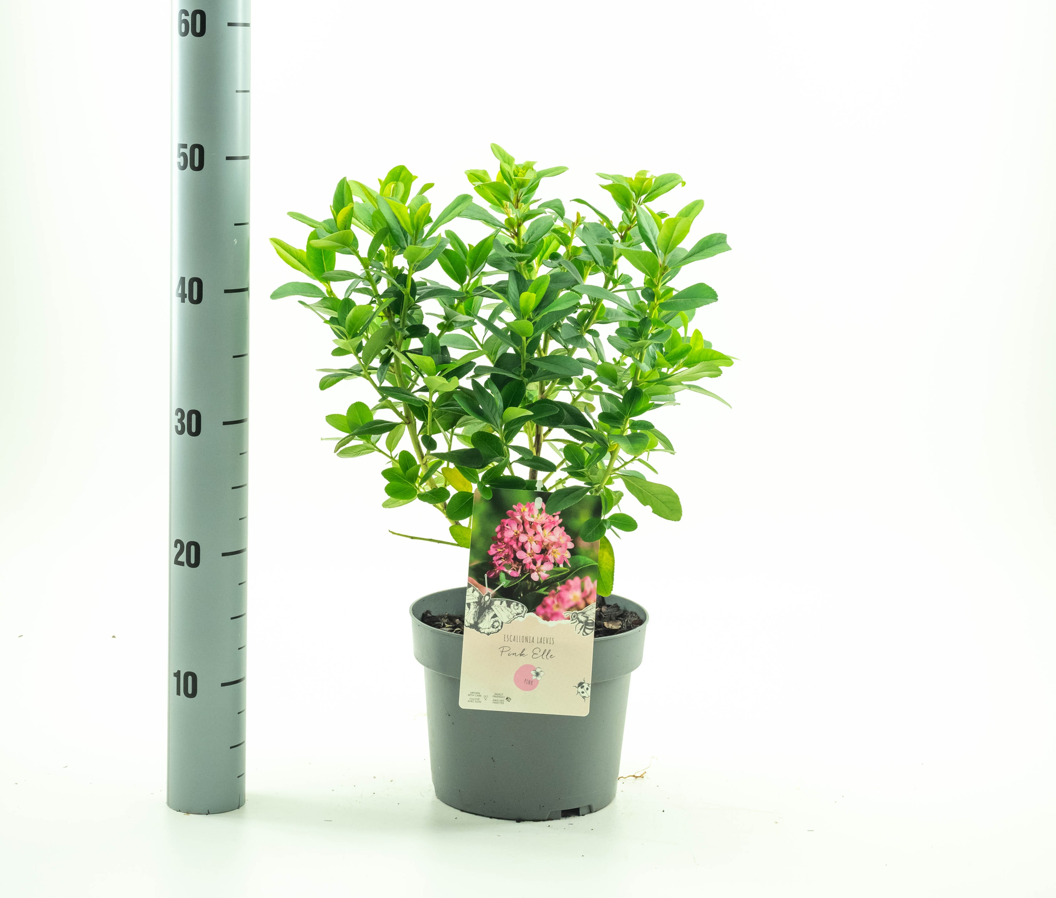 Picture of Escallonia Pink Elle P19 (3 Ltr) (LOOSE)