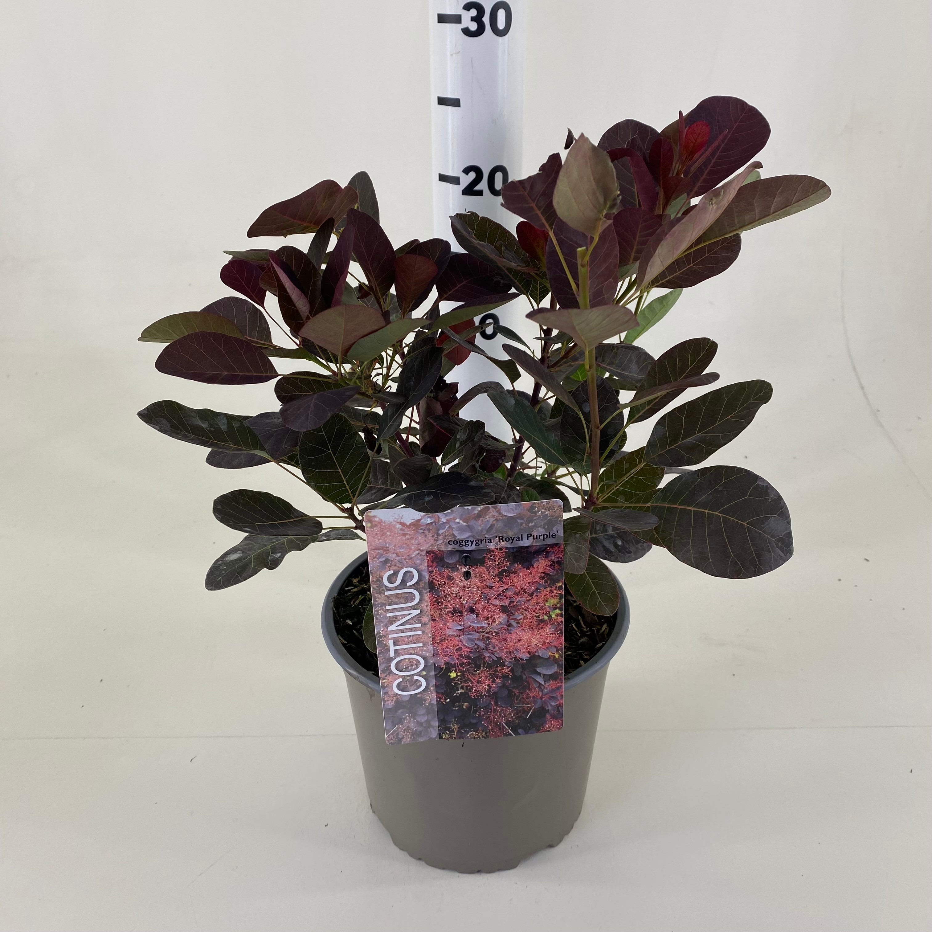 Picture of Cotinus cogg. Royal Purple P19 (3 Ltr) (LOOSE)