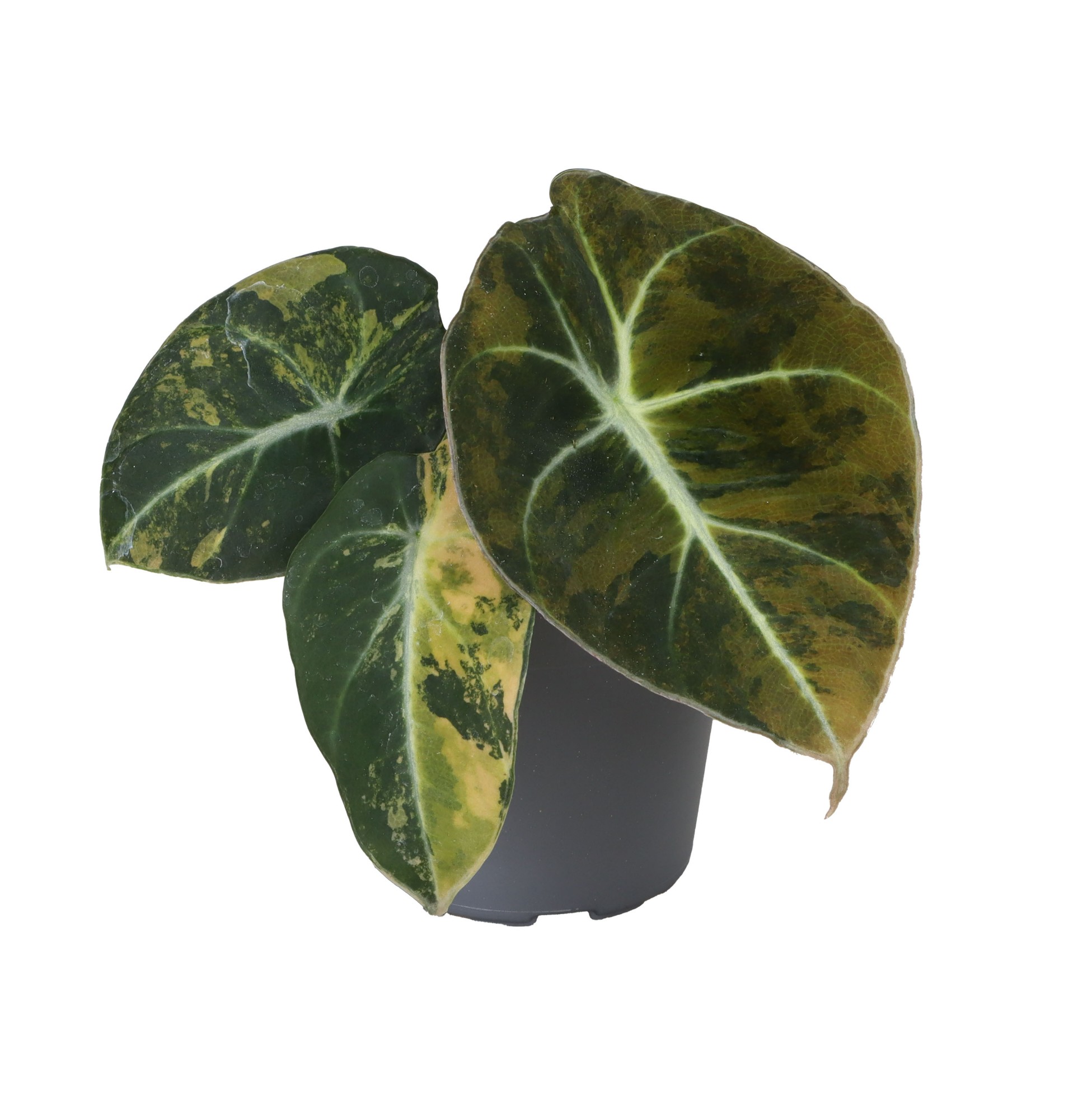 Picture of Alocasia Black Velvet Gold Aurea Variegated P6 12CM