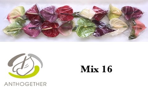 Anthurium Mixed 11Ø