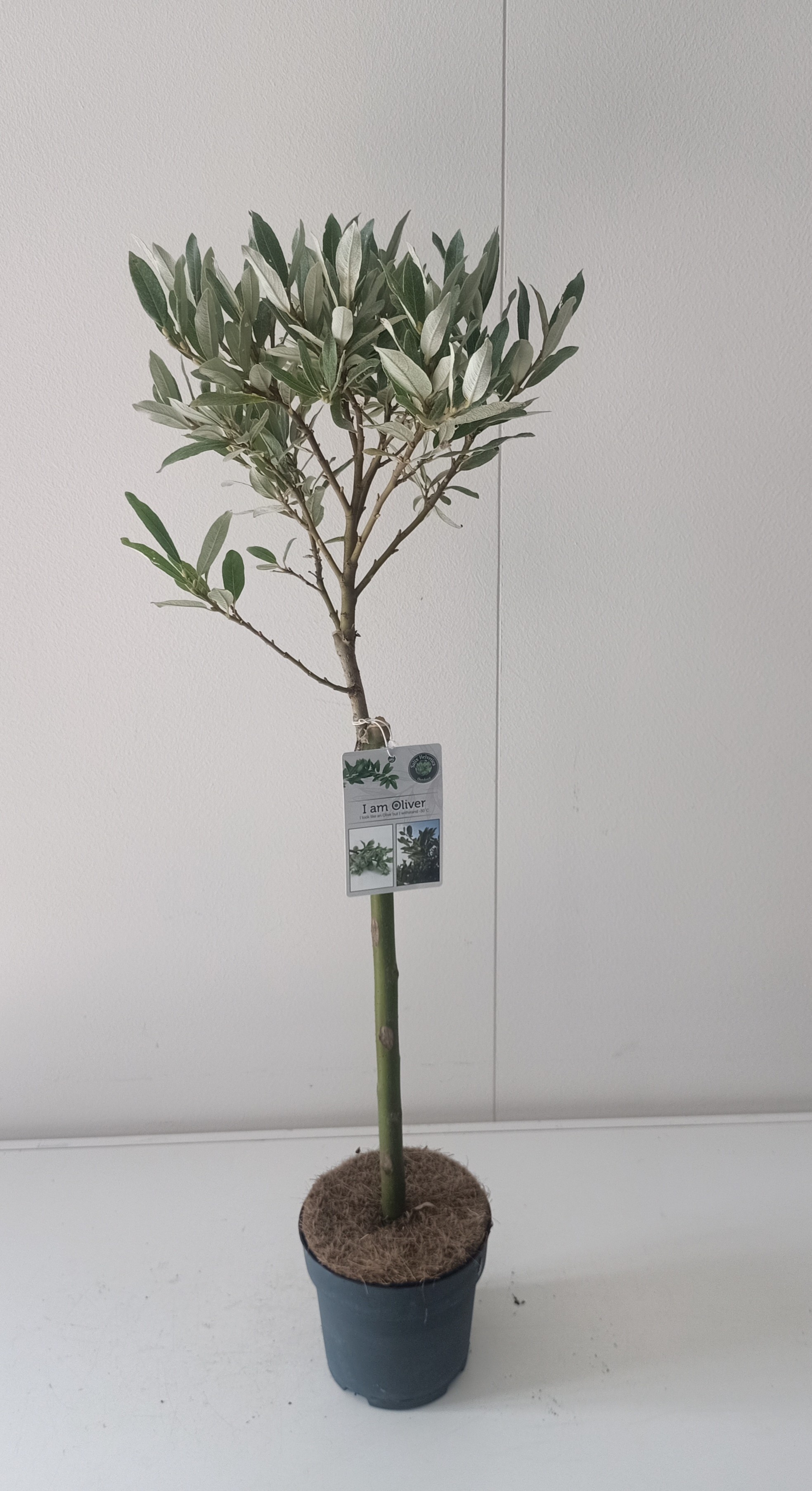 Picture of Salix Helvetica stam 40